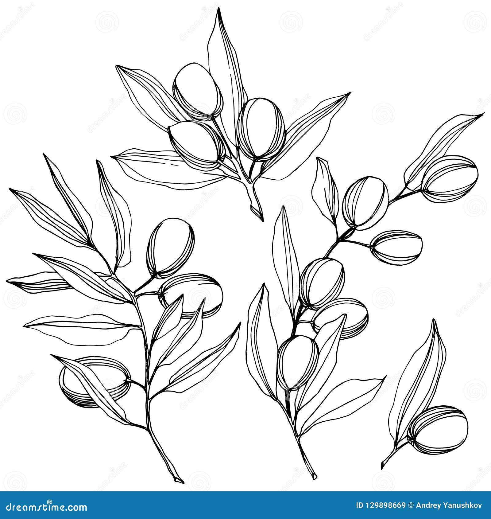 Olive Tree in a Vector Style Isolated. Black and White Engraved Ink Art ...