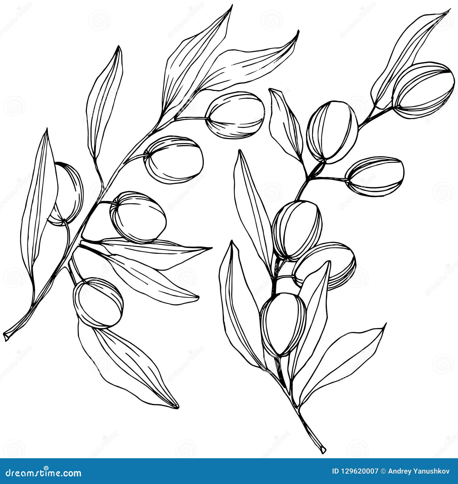 Olive Tree in a Vector Style Isolated. Black and White Engraved Ink Art ...