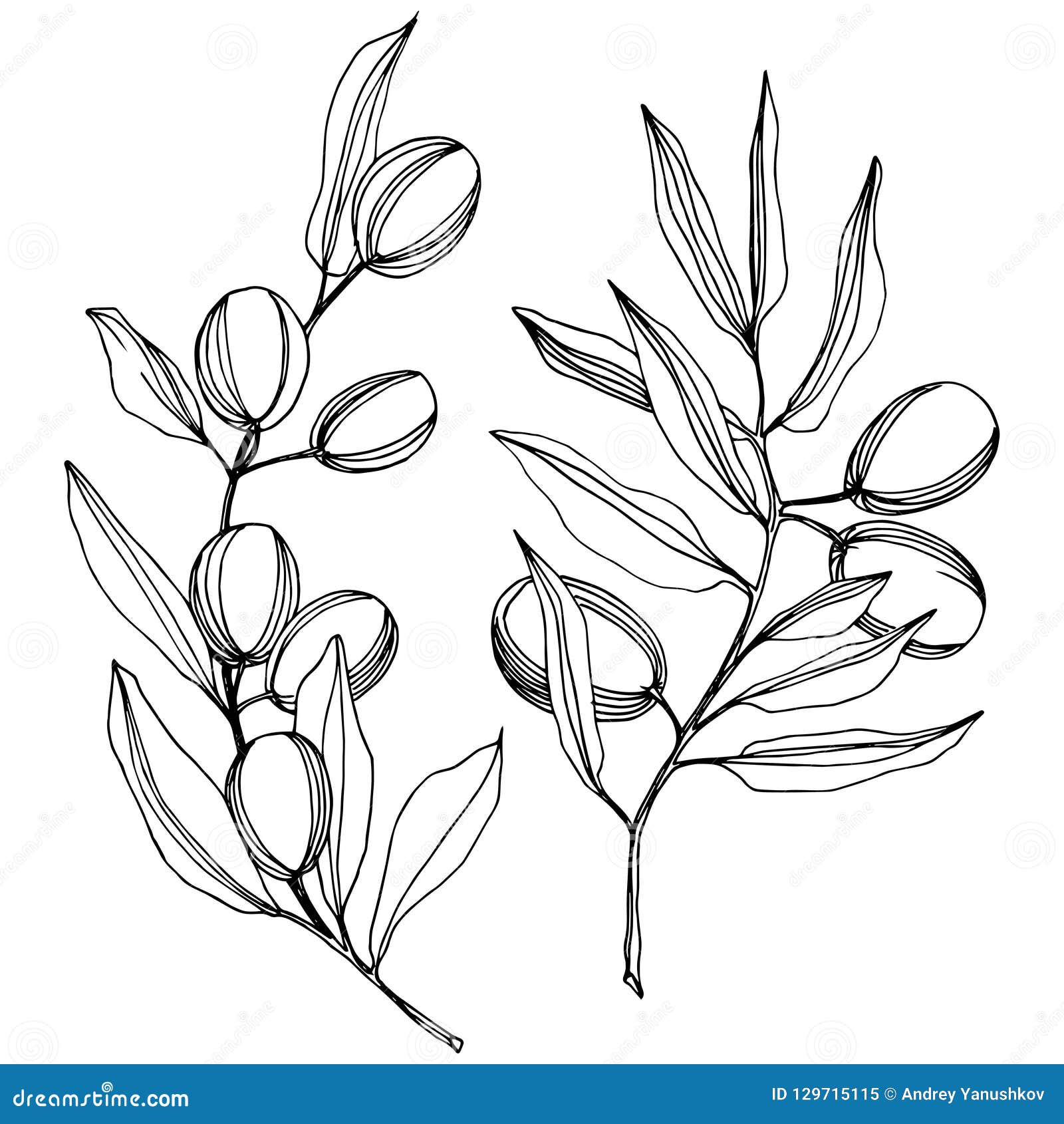 Olive Tree in a Vector Style Isolated. Black and White Engraved Ink Art ...