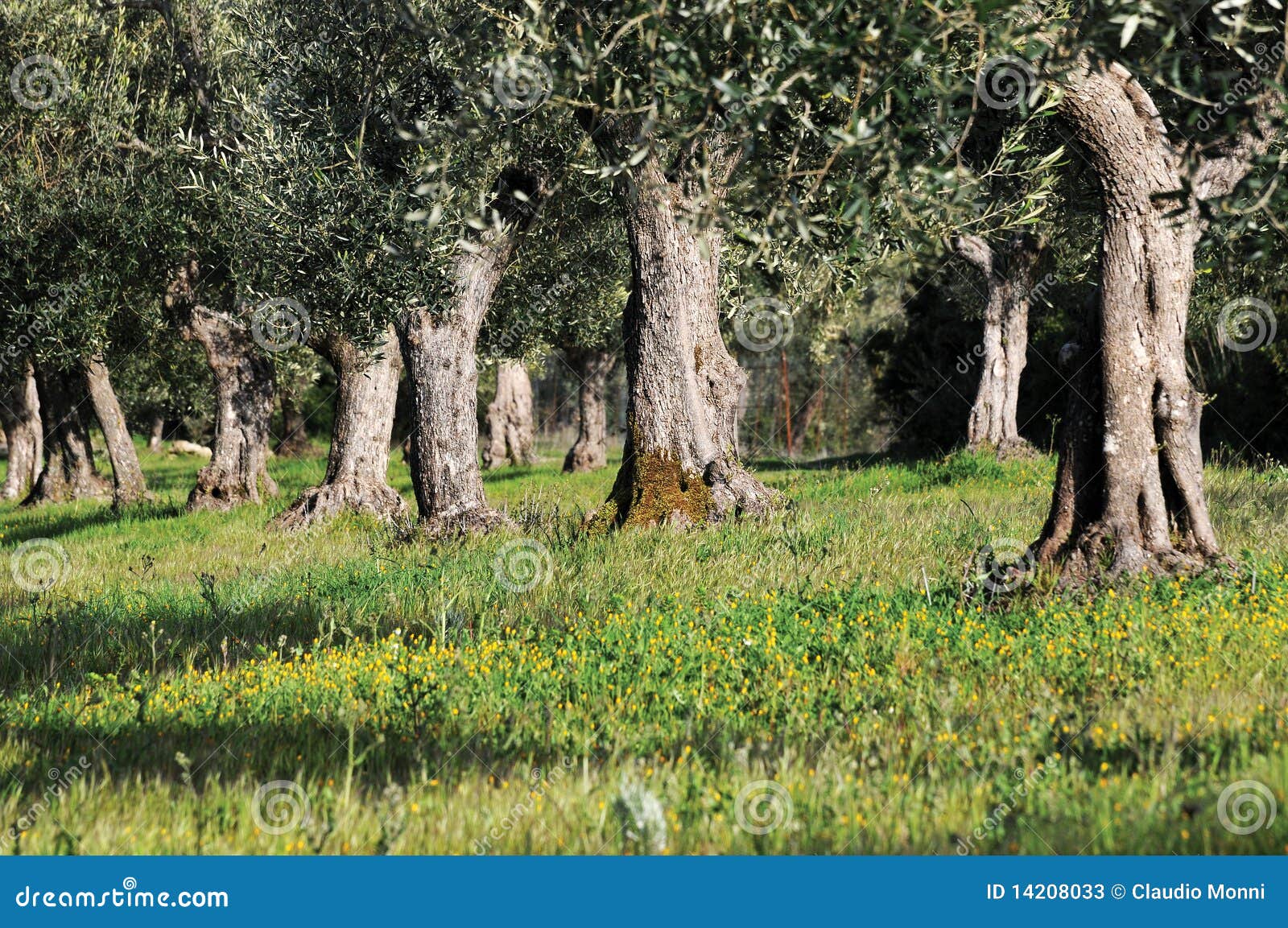 Olive trees stock image. Image of olive, wood, trees 14208033