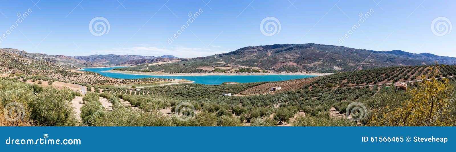 Olive trees around Lake Iznajar in Andalucia. Olive trees in rows reaching to the far distance on hills and mountain sides above Lake Iznajar in Andalucia in Southern Spain