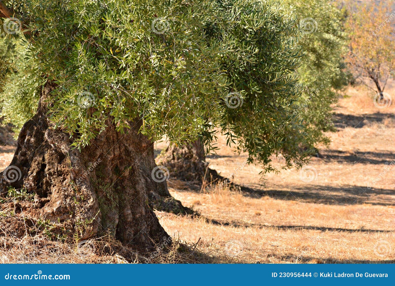olive trees in autumn