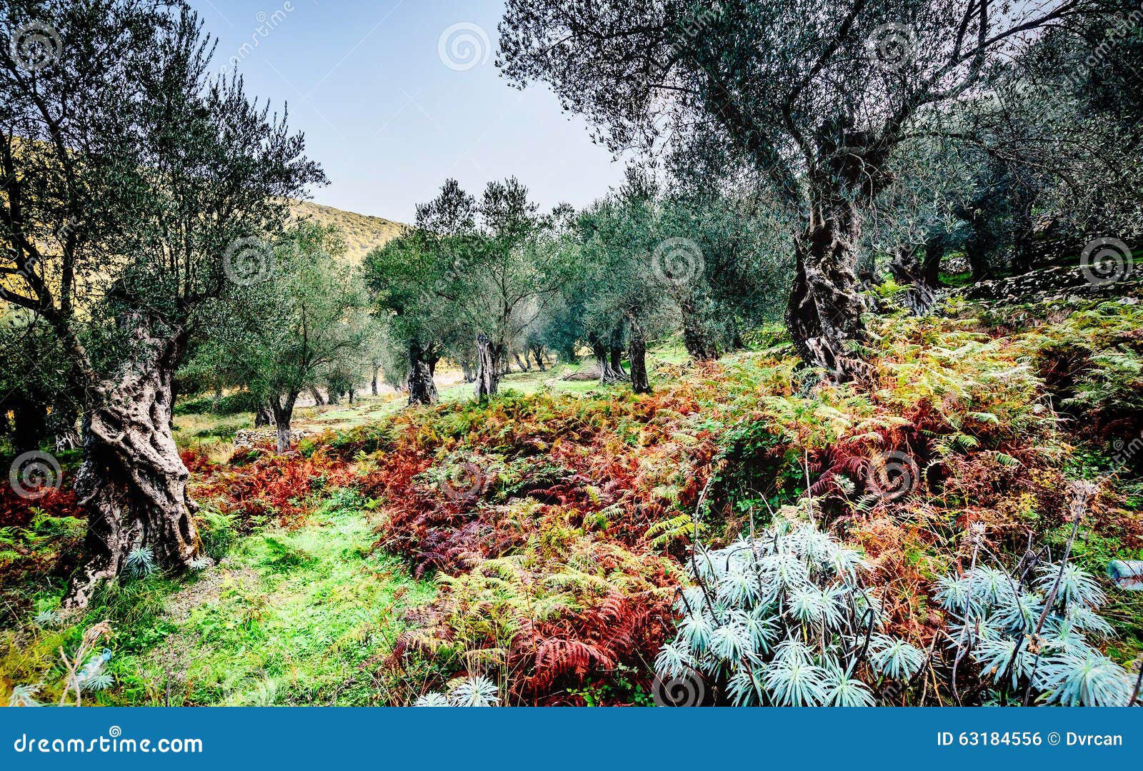 olive trees in autumn in valdanos, ulcinj,montenegro