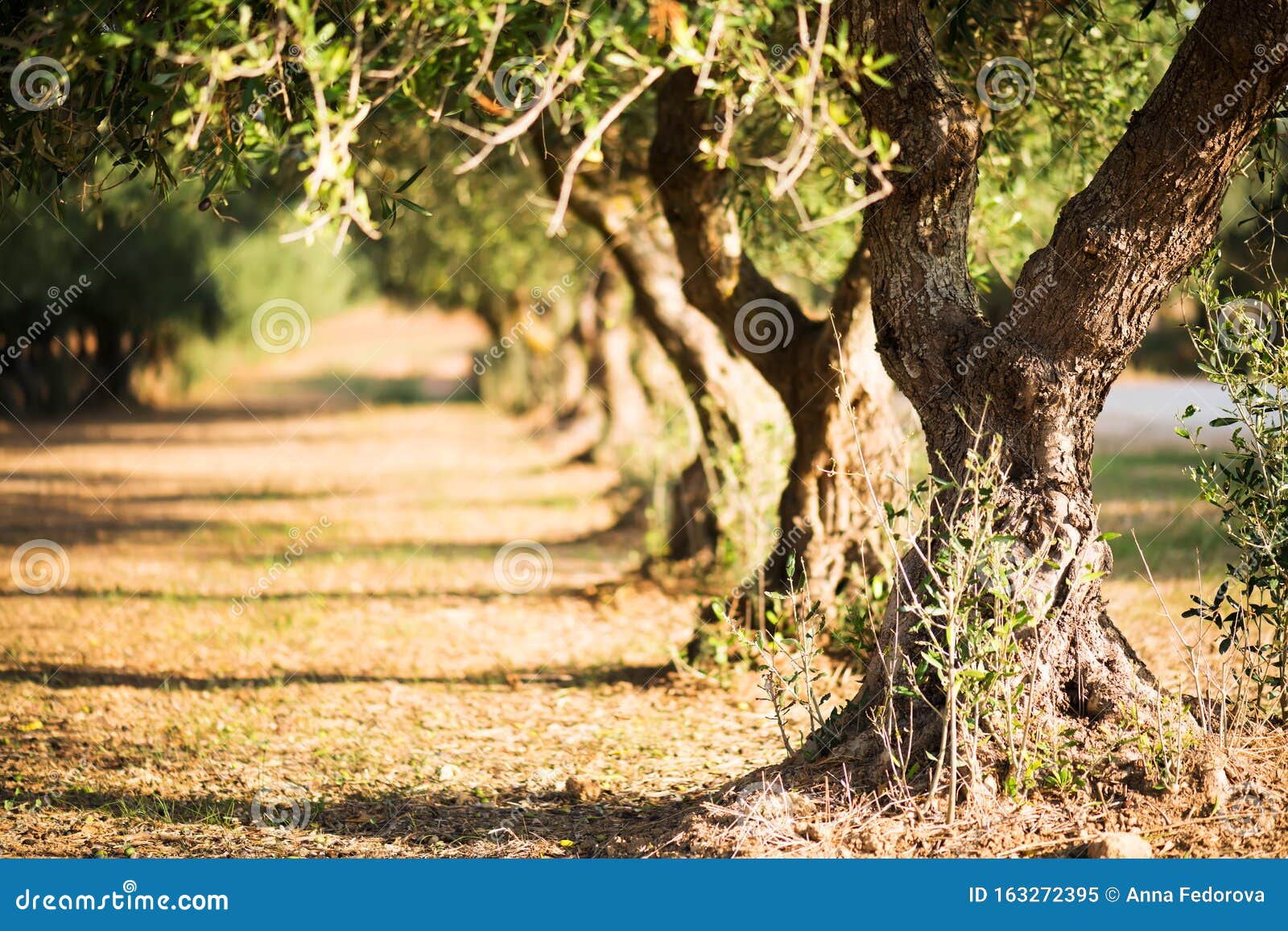 olive trees background on blurred background. olive trees on a grove in salento, puglia, italy. traditional plantation of olive