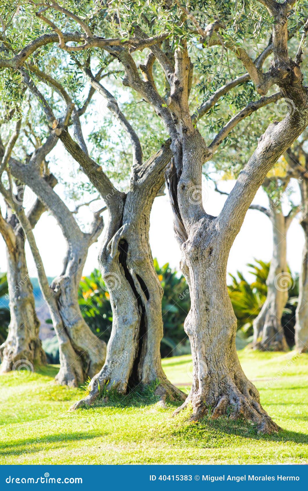Olive trees stock image. Image of green, tree, leaf, historic 40415383