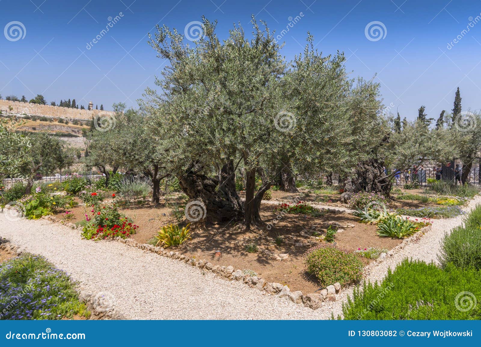 Olive Trees In The Garden Of Gethsemane In Jerusalem Israel