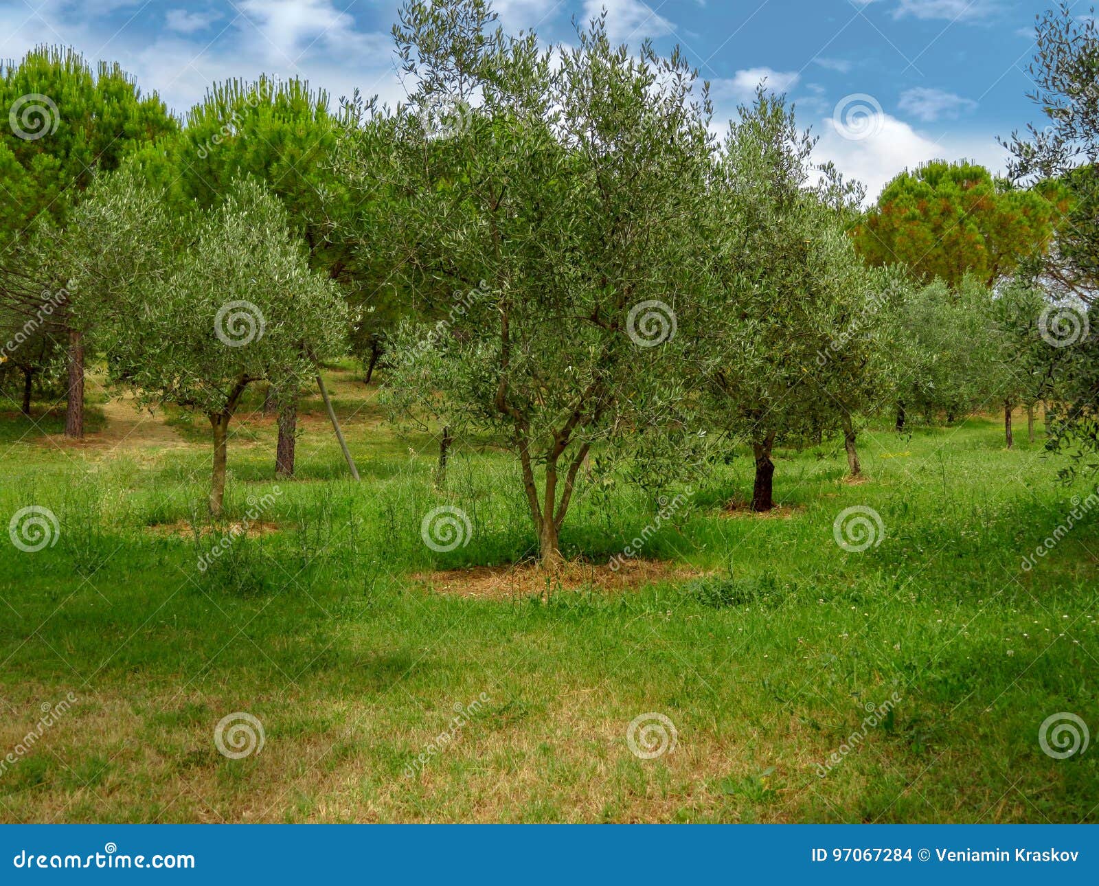 Olive Trees In Garden Stock Photo Image Of Landscape 97067284