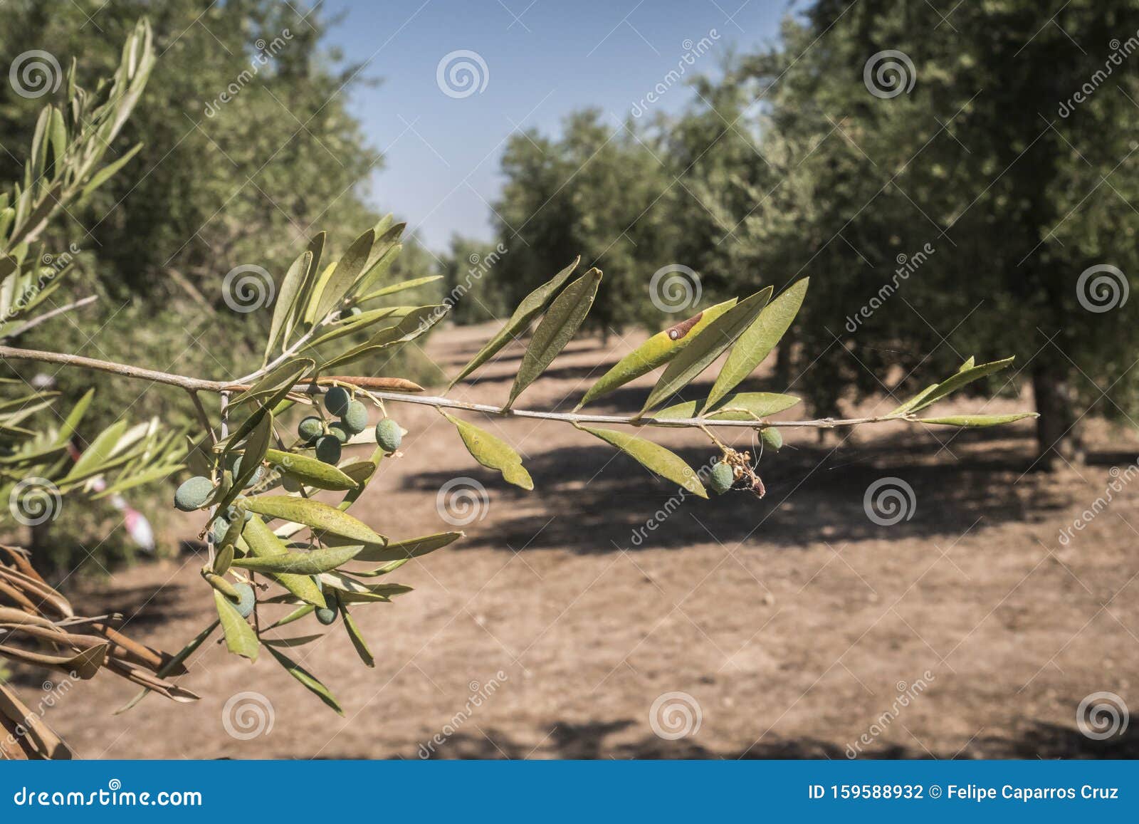 olive trees infected by the dreaded bacteria called xylella fastidiosa, is known in europe as the ebola of the olive tree