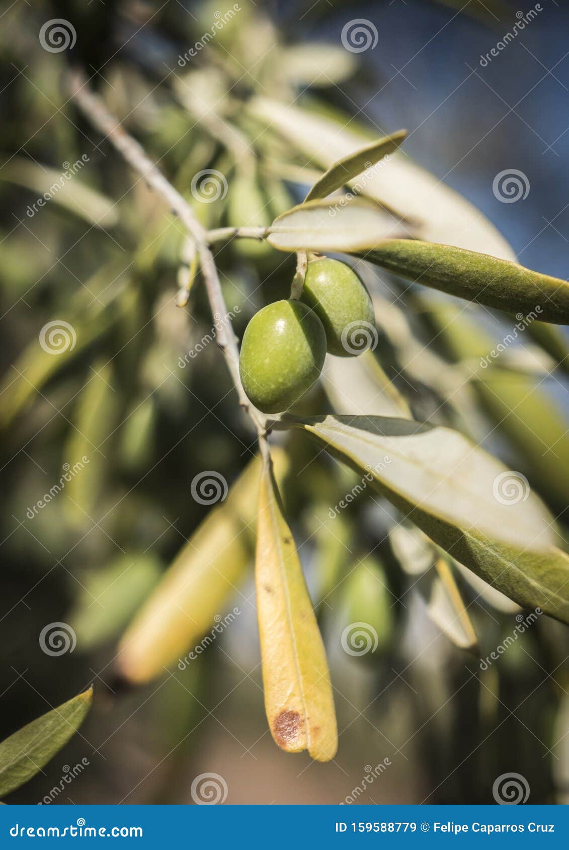 olive trees infected by the dreaded bacteria called xylella fastidiosa, is known in europe as the ebola of the olive tree