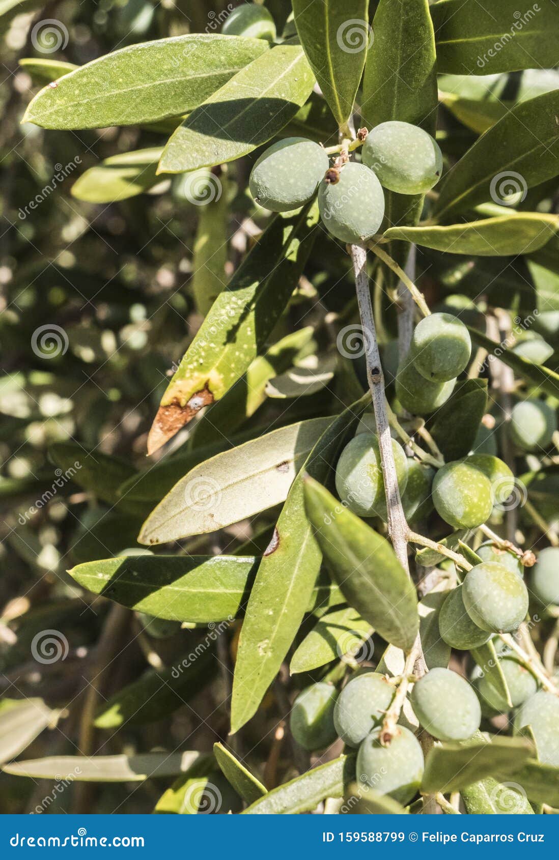 olive trees infected by the dreaded bacteria called xylella fastidiosa, is known in europe as the ebola of the olive tree