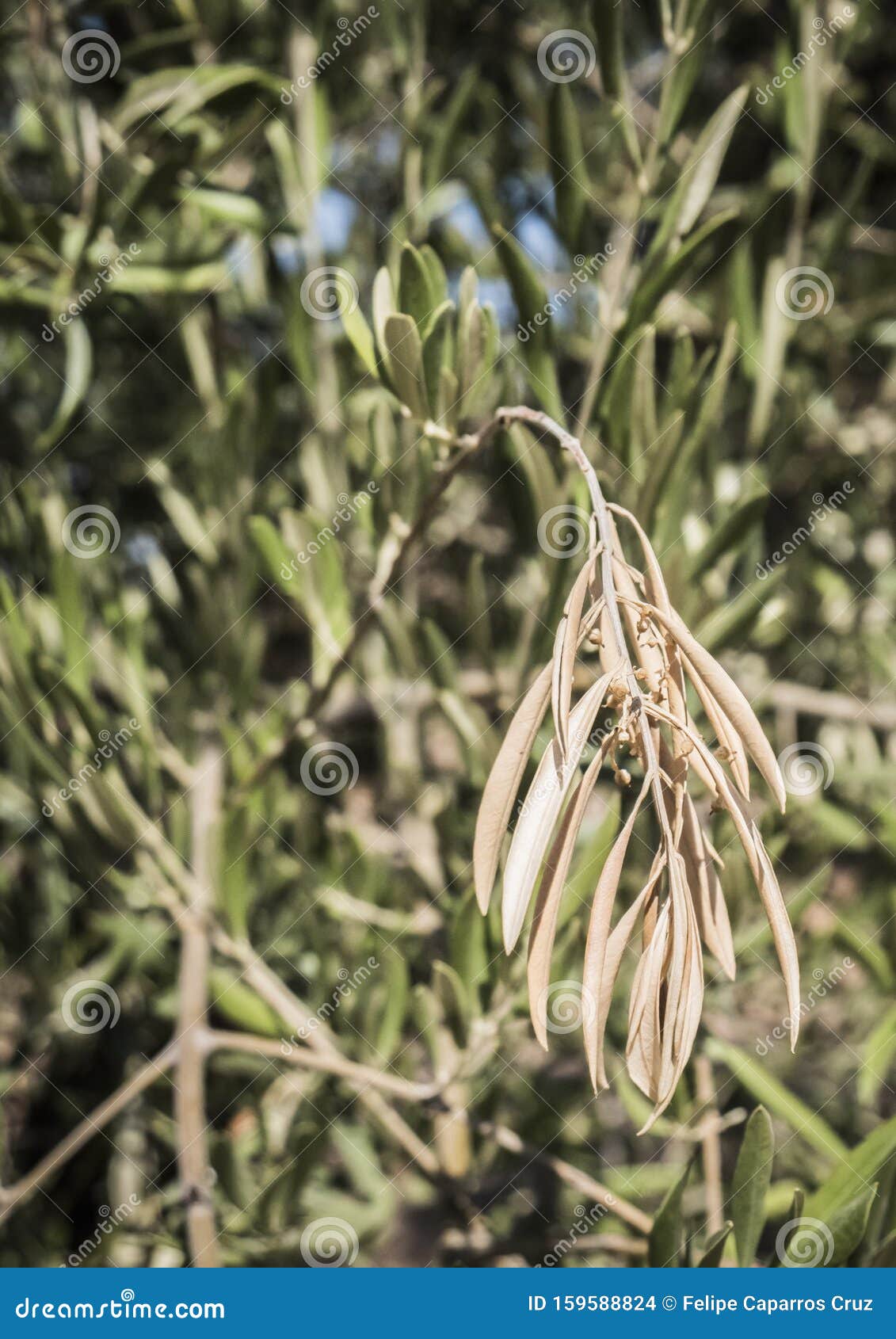 olive trees infected by the dreaded bacteria called xylella fastidiosa, is known in europe as the ebola of the olive tree