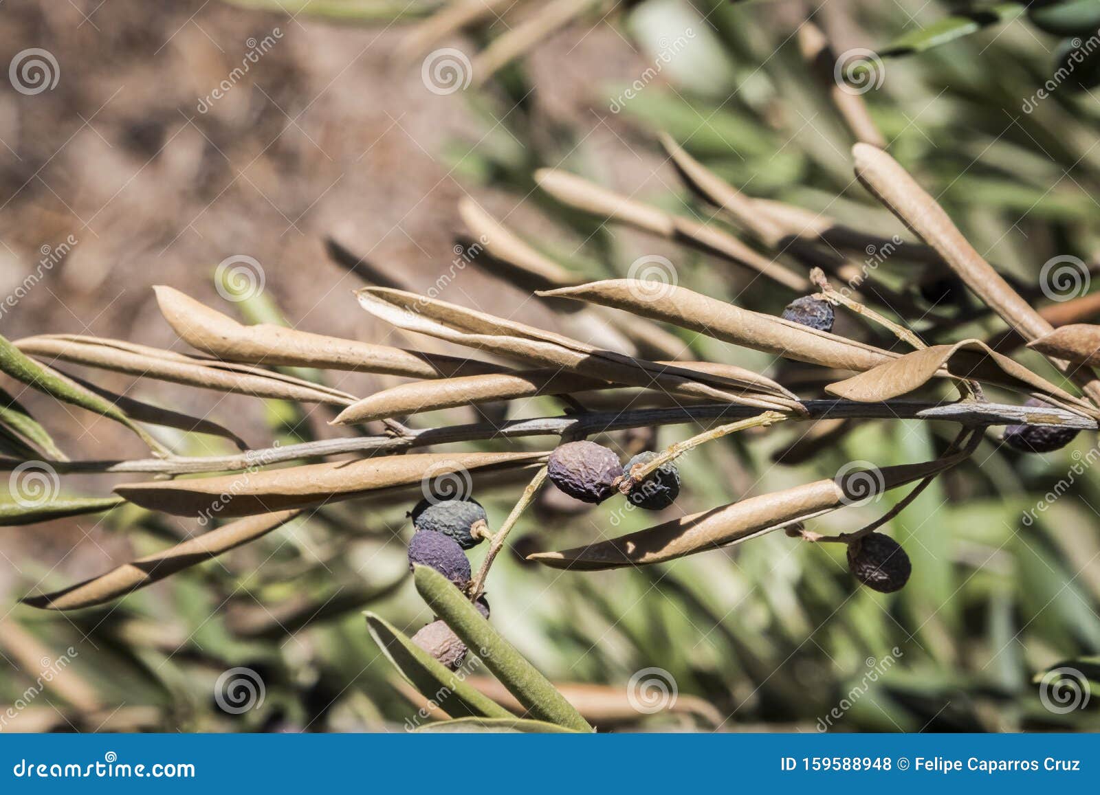 olive trees infected by the dreaded bacteria called xylella fastidiosa, is known in europe as the ebola of the olive tree