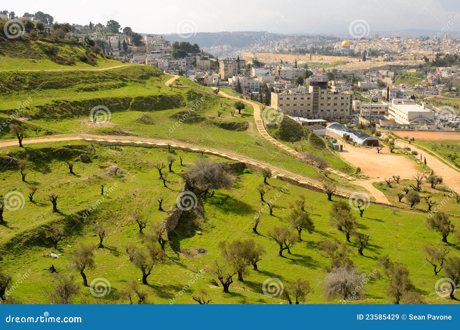 Olive Trees in Jerusalem stock image. Image of hill, terraces 23585429