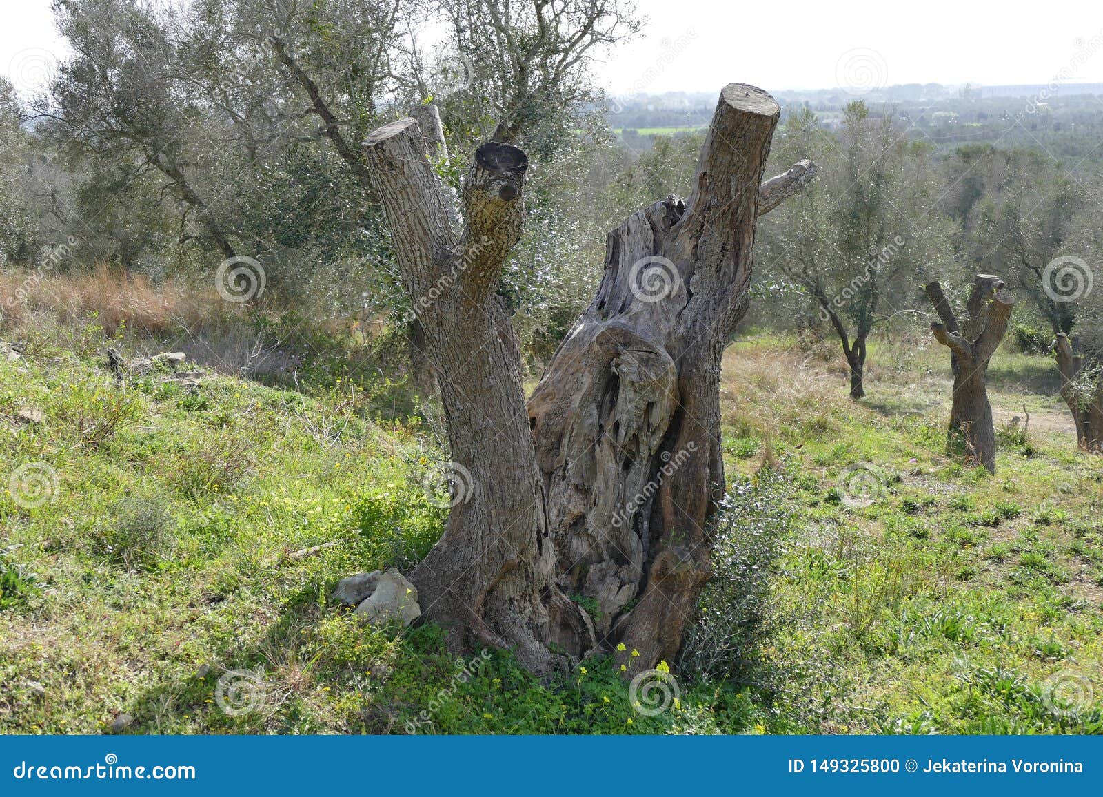 Olive Trees Pruned Due To the Disease Due To the Xilella Bacterium
