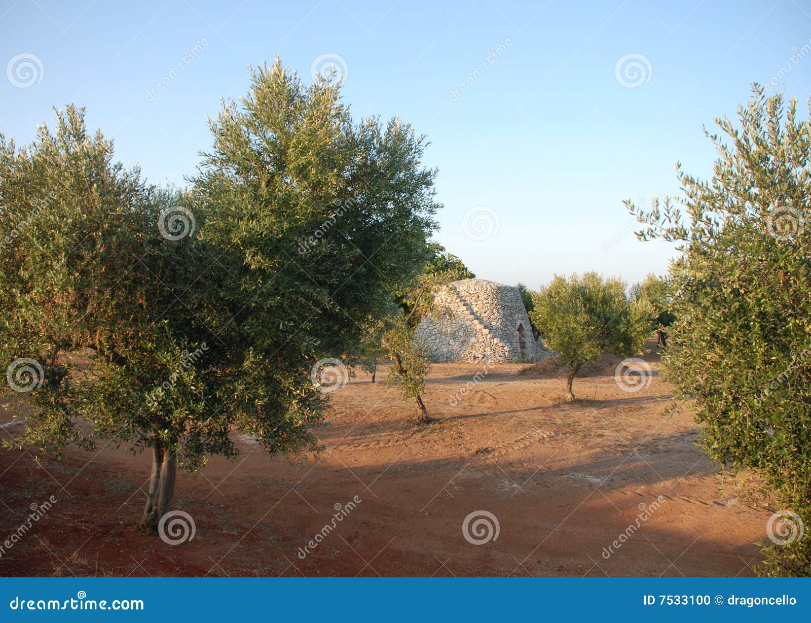 Olive Trees, Puglia stock photo. Image of tree, stone 7533100