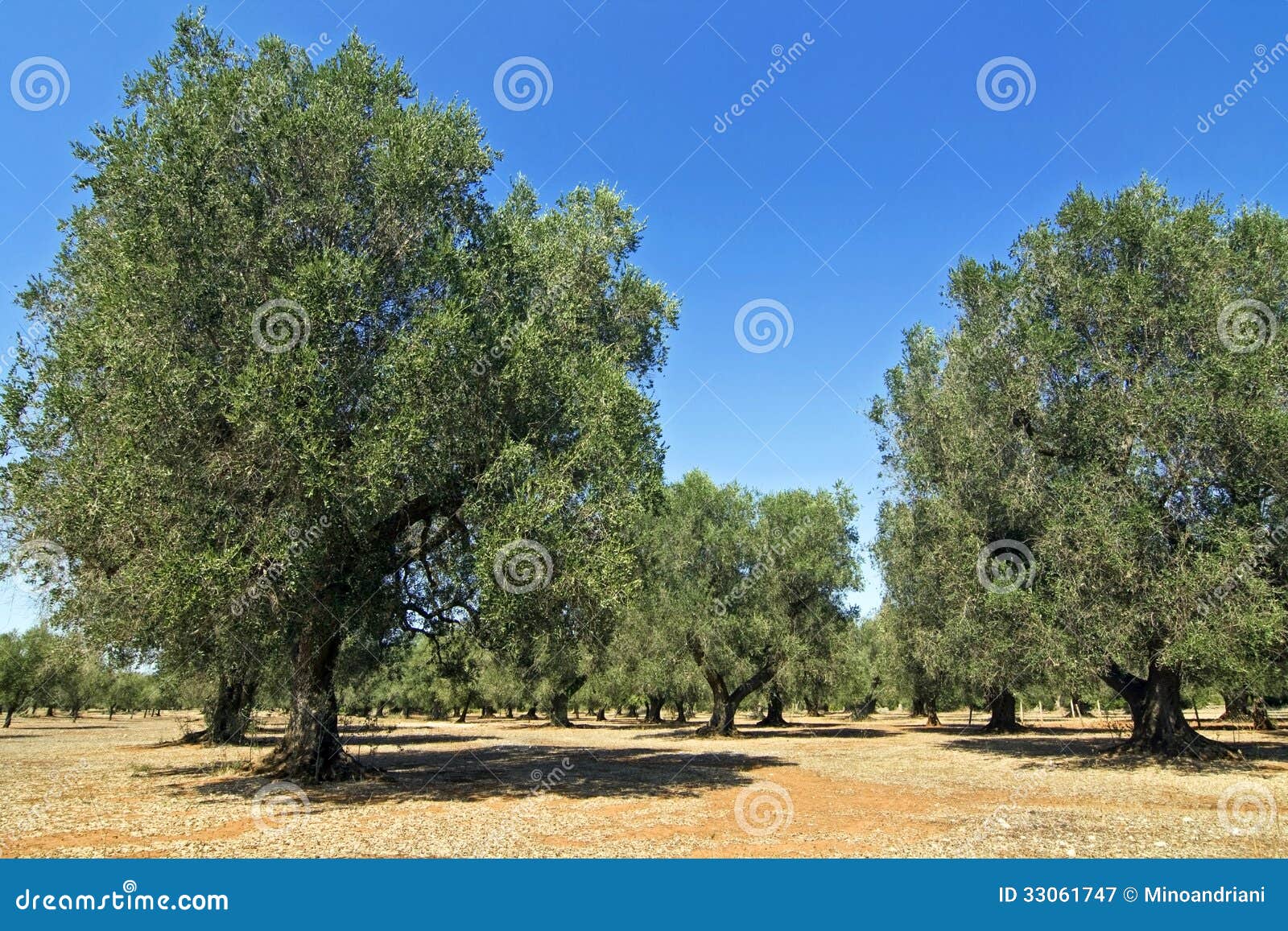 Olive trees puglia stock image. Image of italy, health 33061747