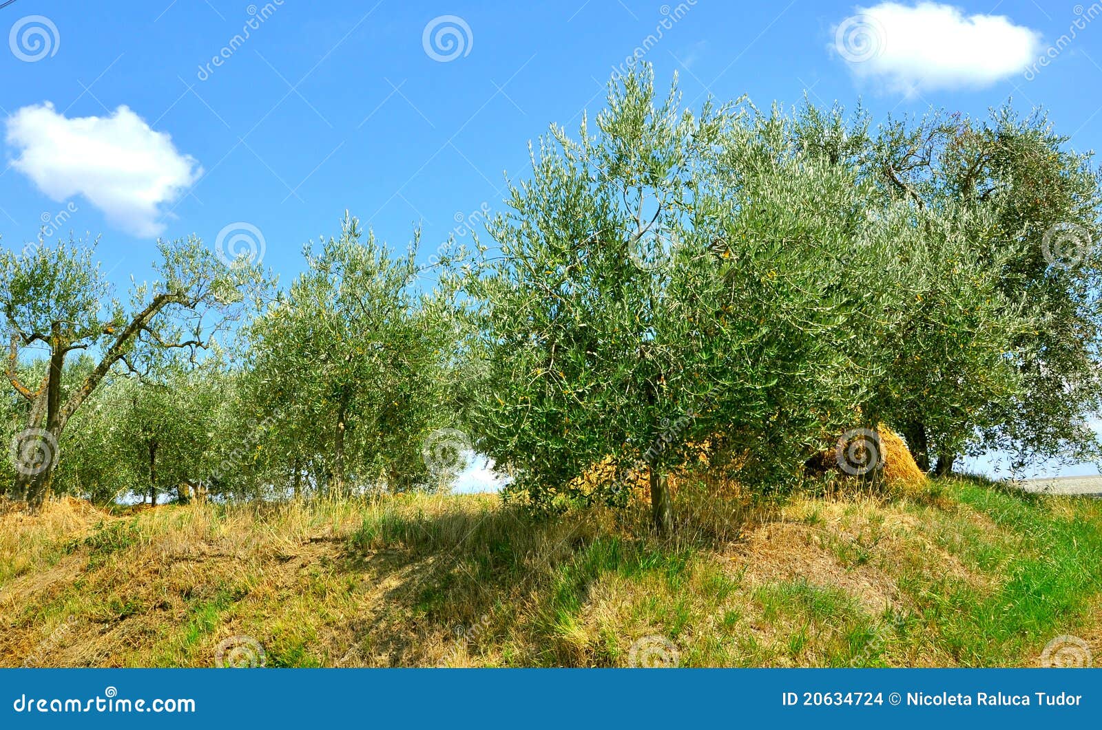 Olive Trees in Tuscany , Italy Stock Photo Image of farmhouse