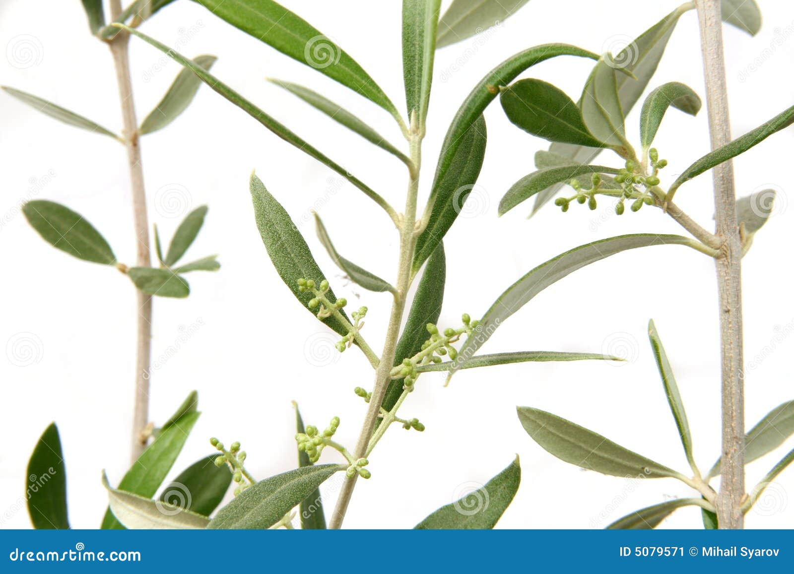 Olive twigs with buds stock image. Image of twig, olive 5079571