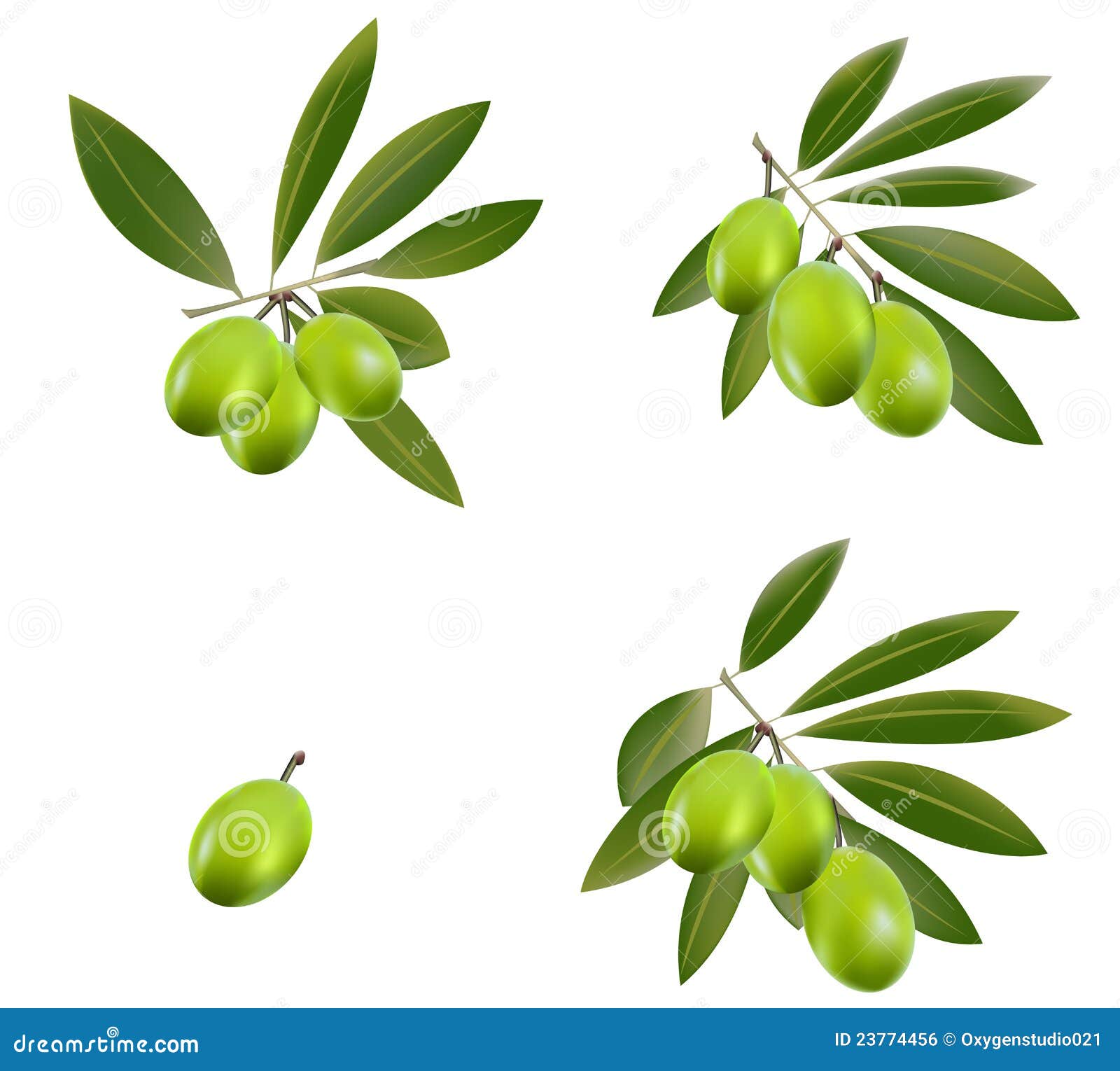 Olive verte illustration de vecteur. Illustration du olive 23774456