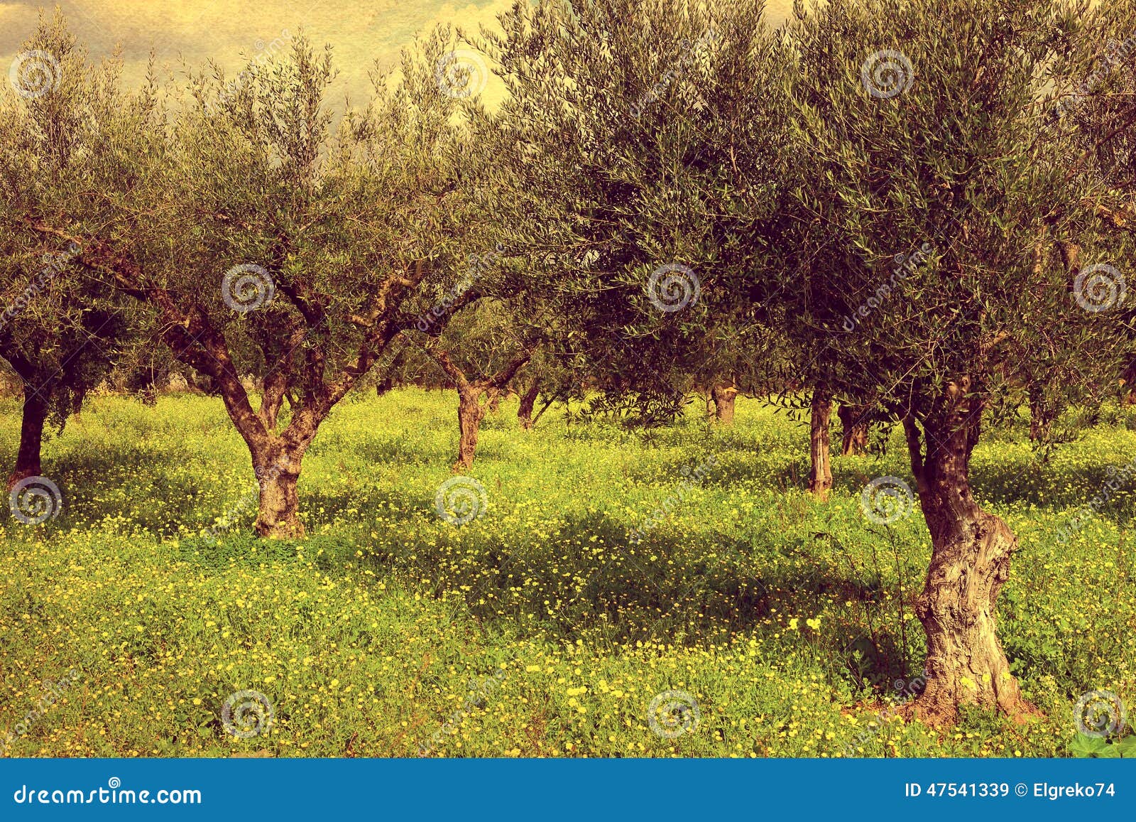 Olive Woods with Green Grass. Kalamata, Greece Stock Image Image of