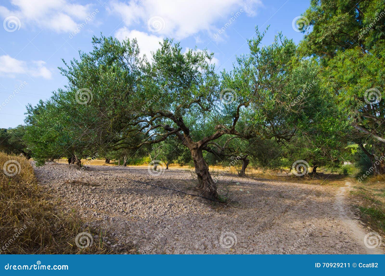 Oliveira na Creta, Grécia. Plantação das oliveiras na Creta, Grécia