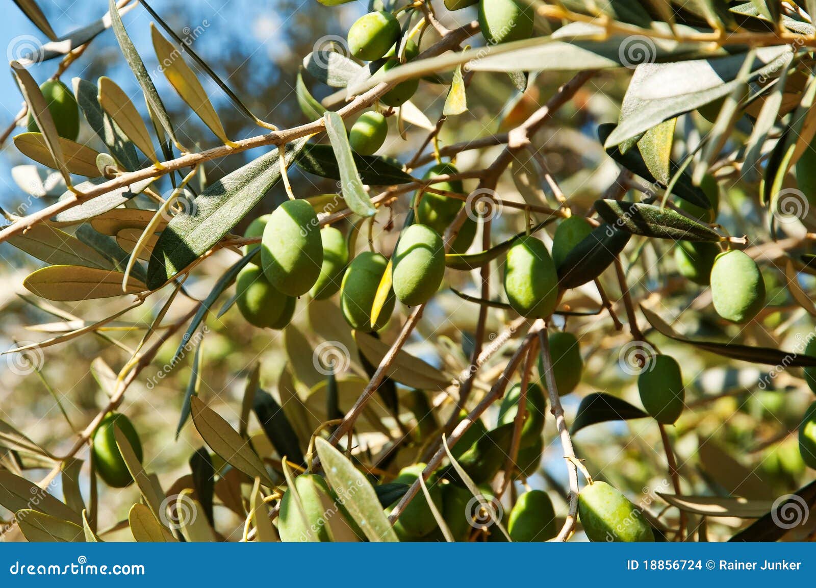 Olives stock photo. Image of country, detail, isolated 18856724