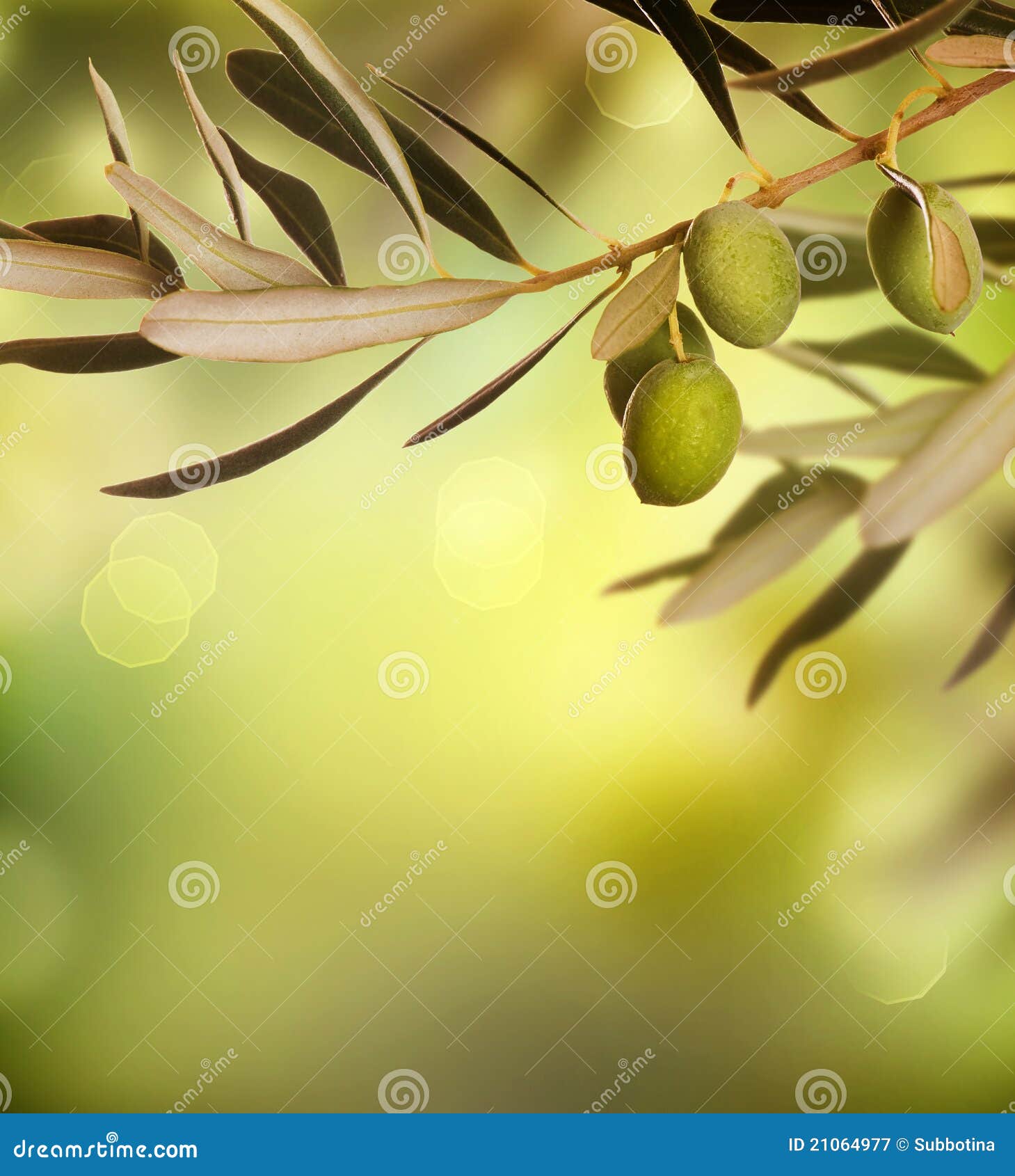 Black and Green Ripe Olives Growing on the Branch of an Olive Tree