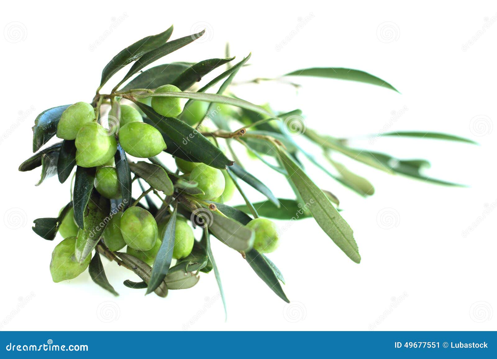Olives on branch stock image. Image of tree, agriculture 49677551