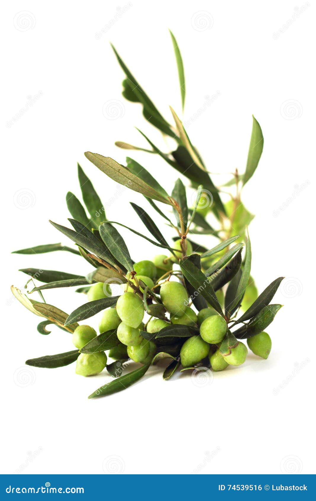 Olives on branch stock photo. Image of green, plant, natural 74539516