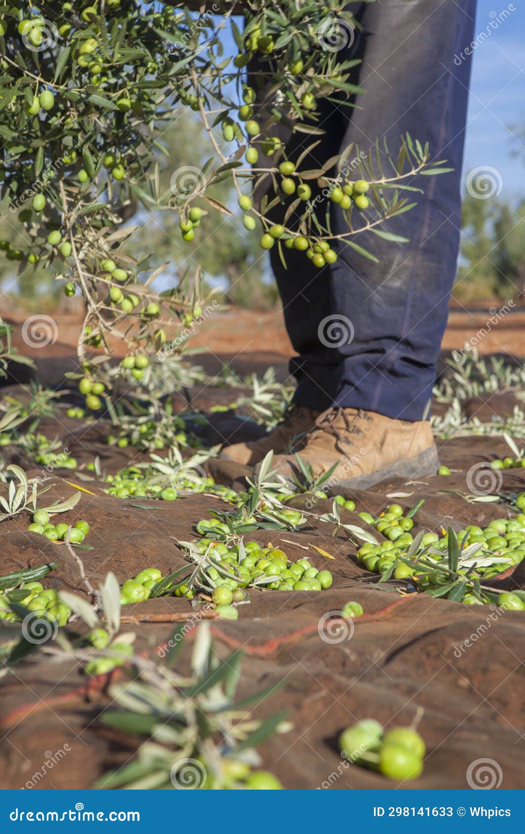 laborer picking olives from tree