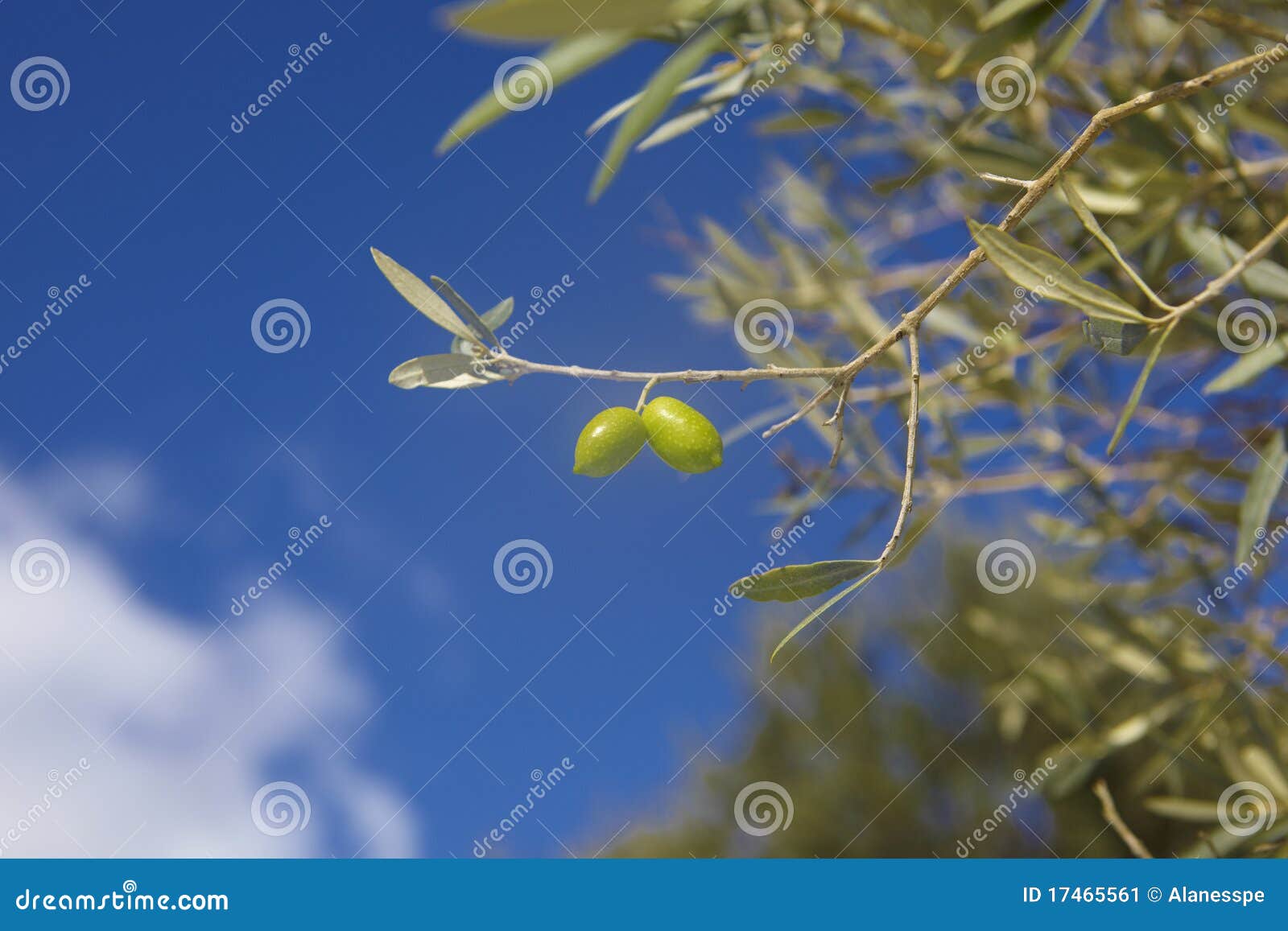 Olives in crete, Greece stock image. Image of south, green 17465561