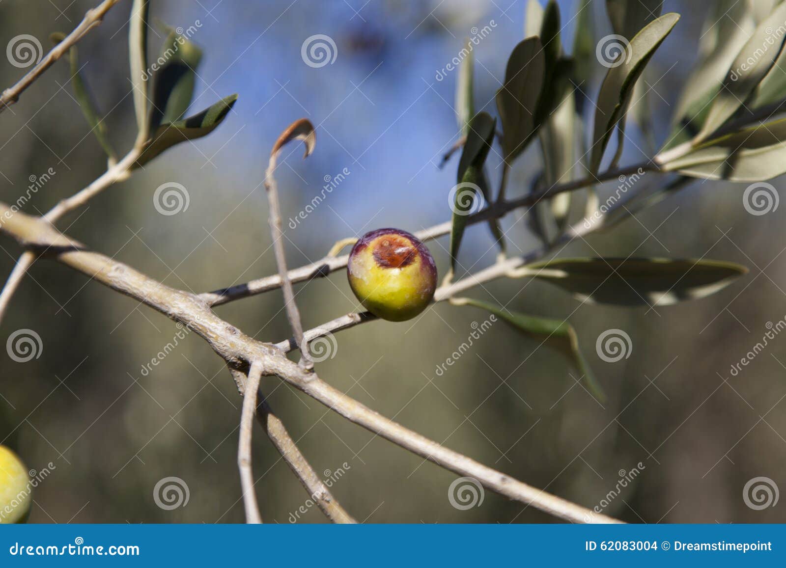 olives damaged by olive fruit fly and medfly disease