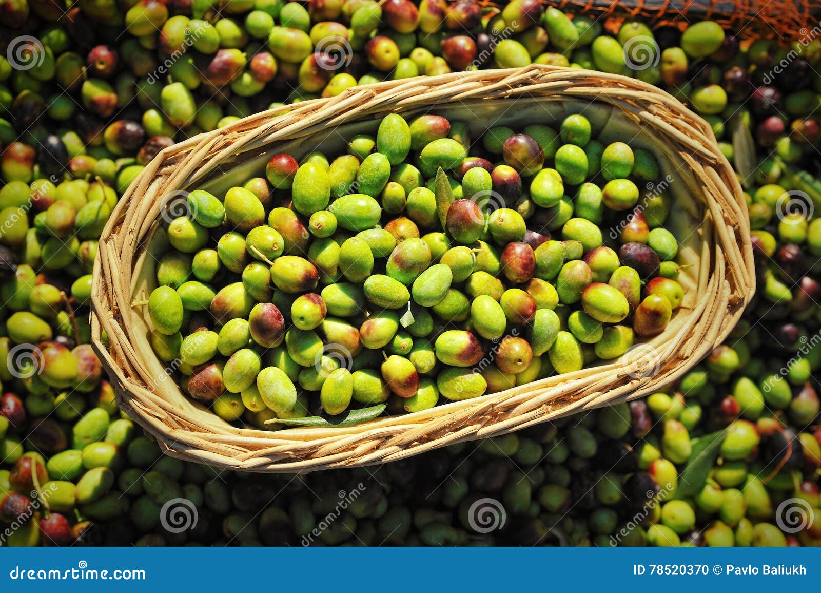 Olives in Farmer Basket at Mediterranean Stock Photo Image of crop