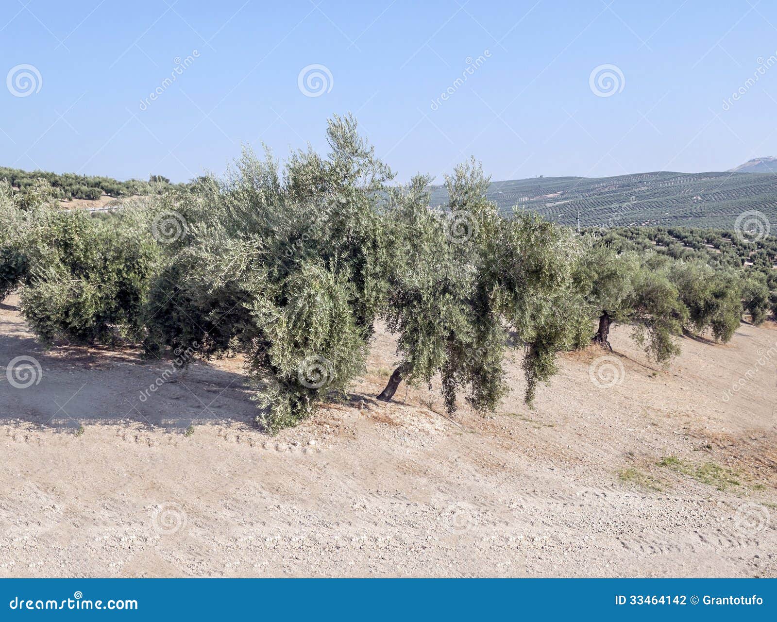 Olives fields stock photo. Image of nature, quiet, andalucia 33464142