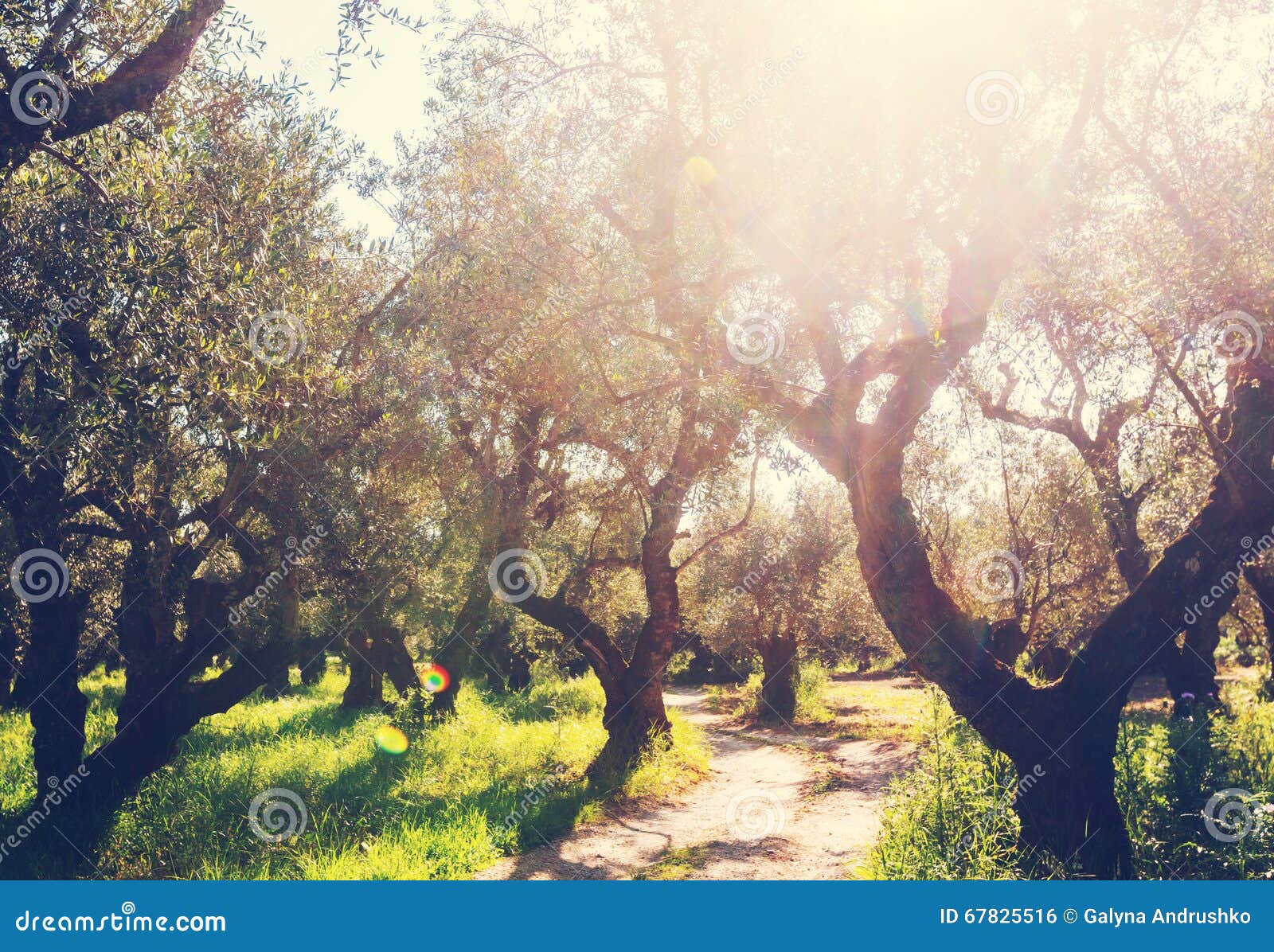 Olives garden stock photo. Image of road, background 67825516