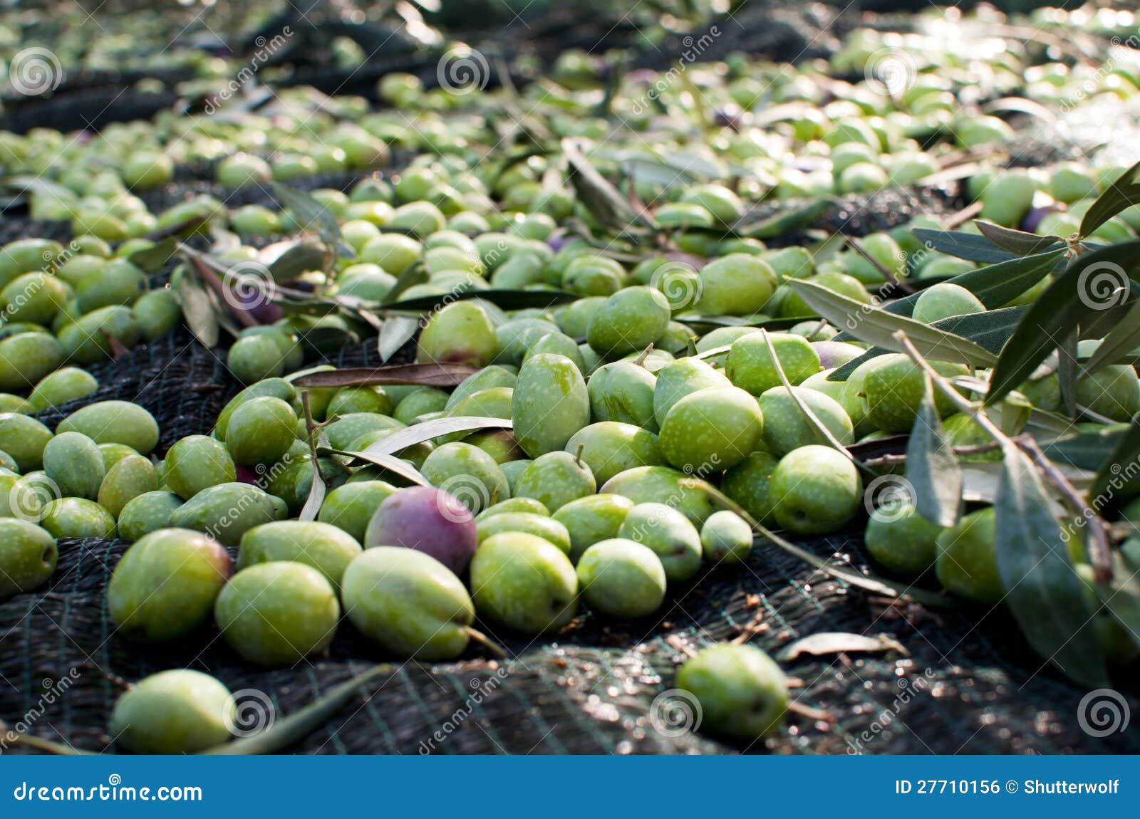 Olives Harvest stock photo. Image of healthy, harvest 27710156