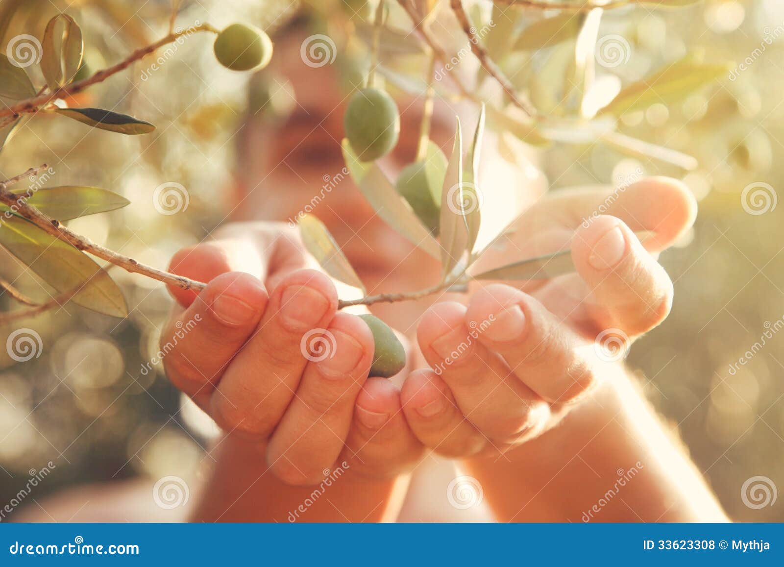 olives harvest