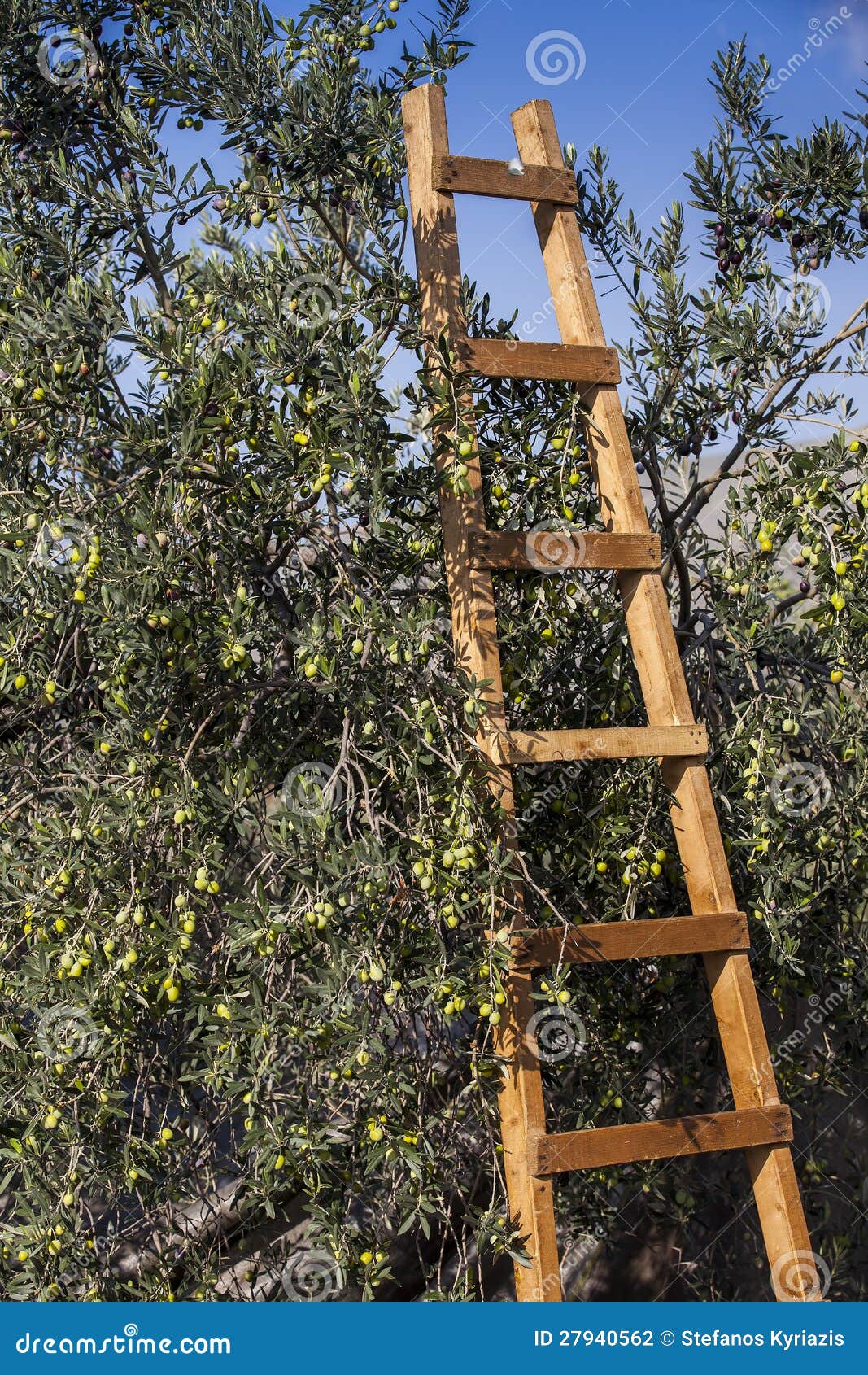 Olives harvesting stock photo. Image of nature, fruit 27940562