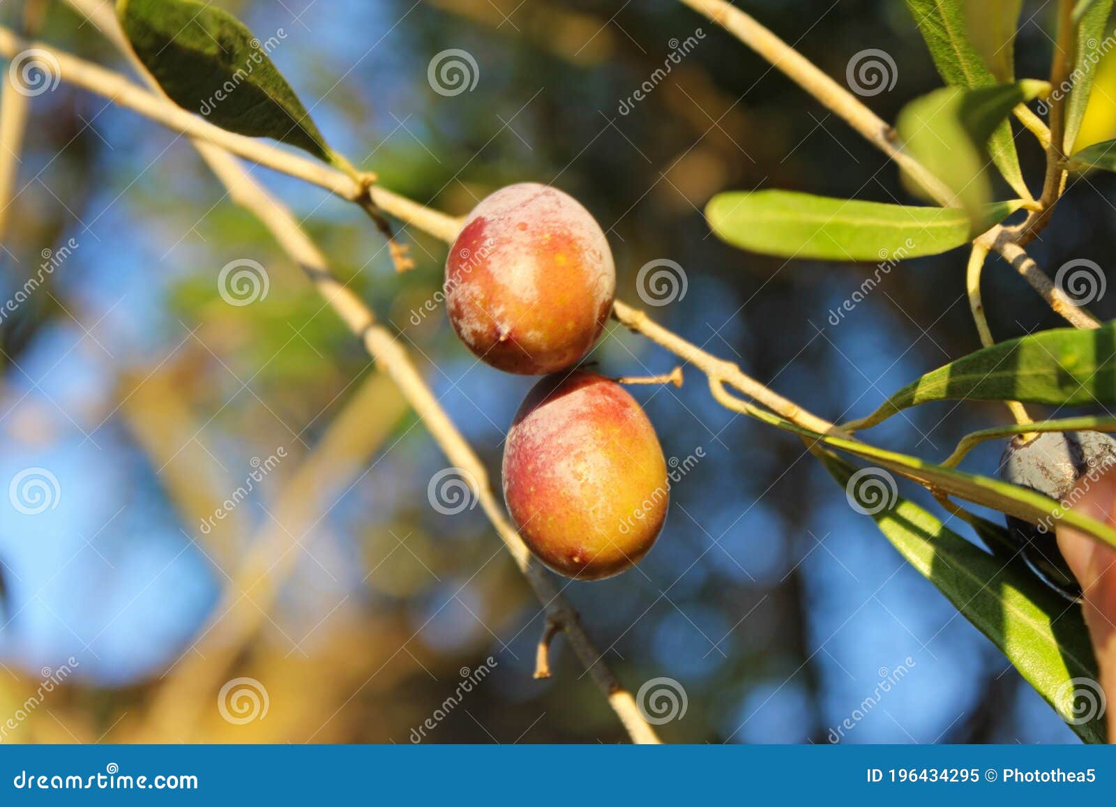 olives of manaki variety on olive tree branch