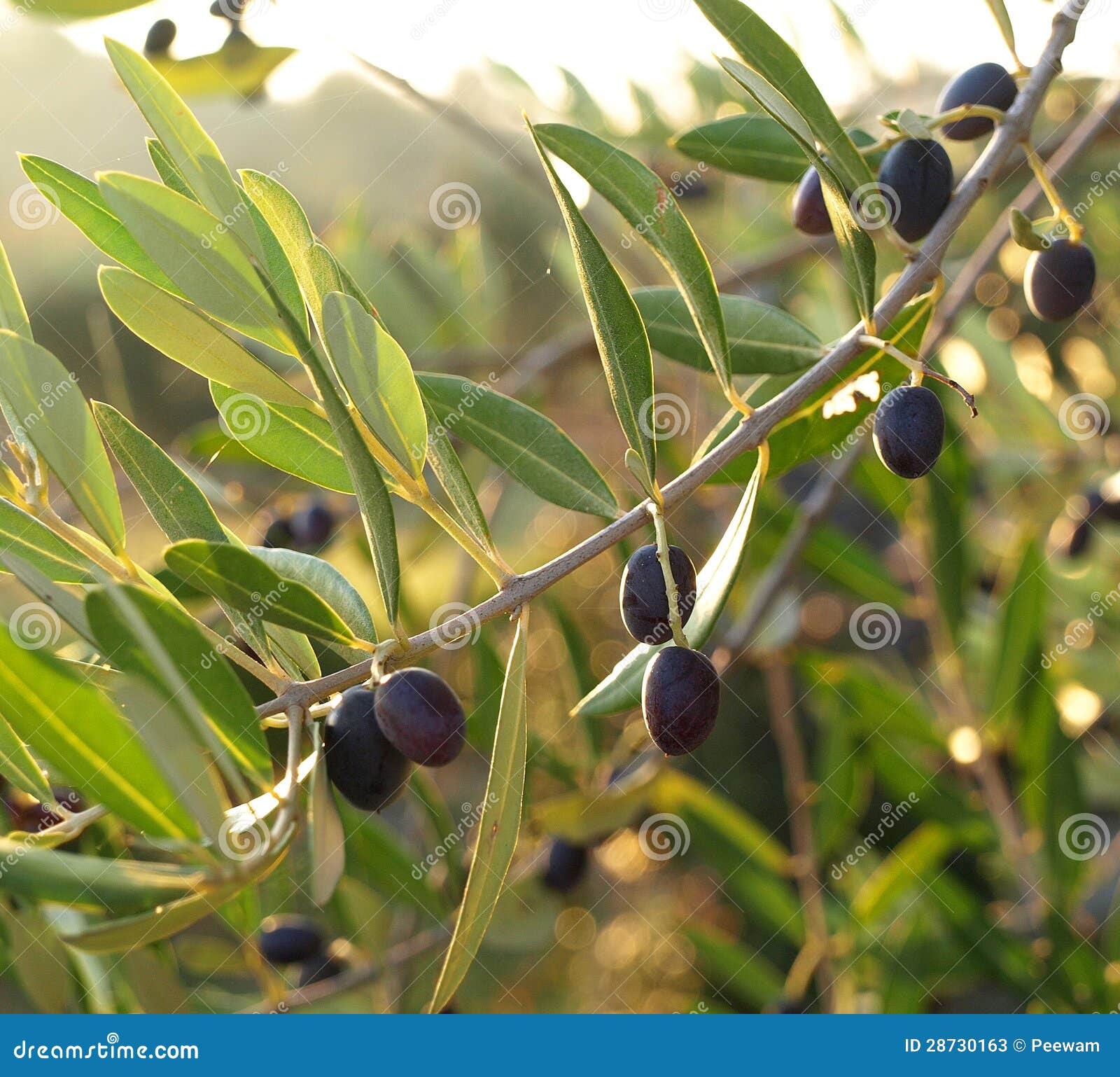 Black Olives in the Early Morning Light on the Tree Tuscany Italy Stock