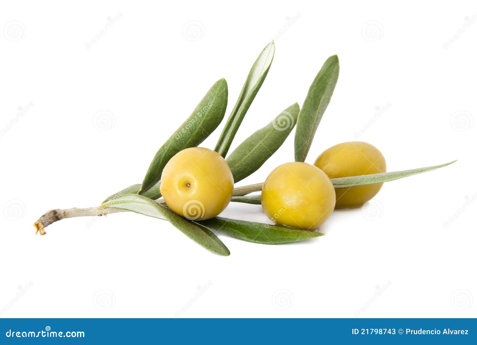 Olives on the olive branch stock image. Image of tree 21798743