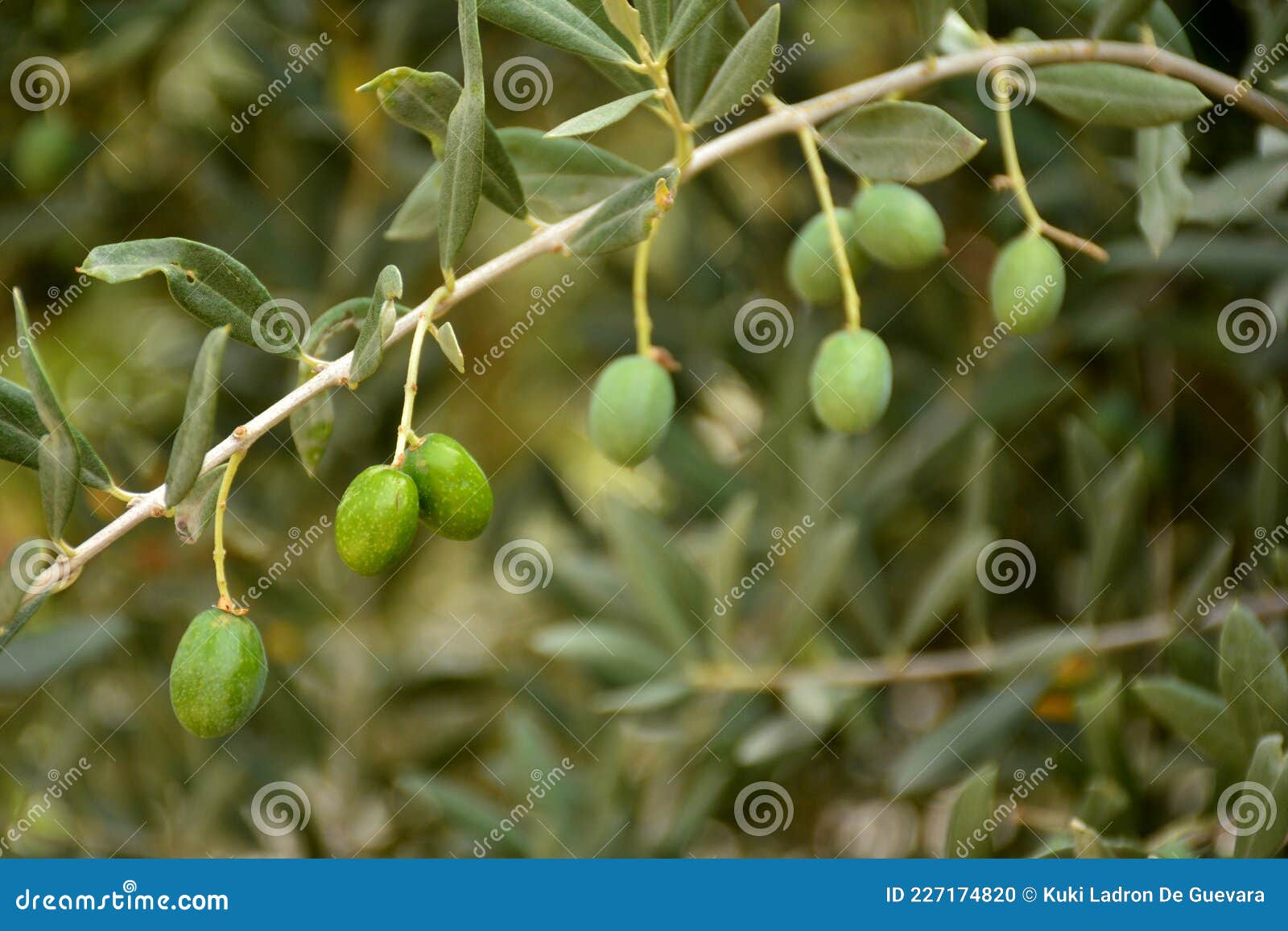 olives on an olive branch