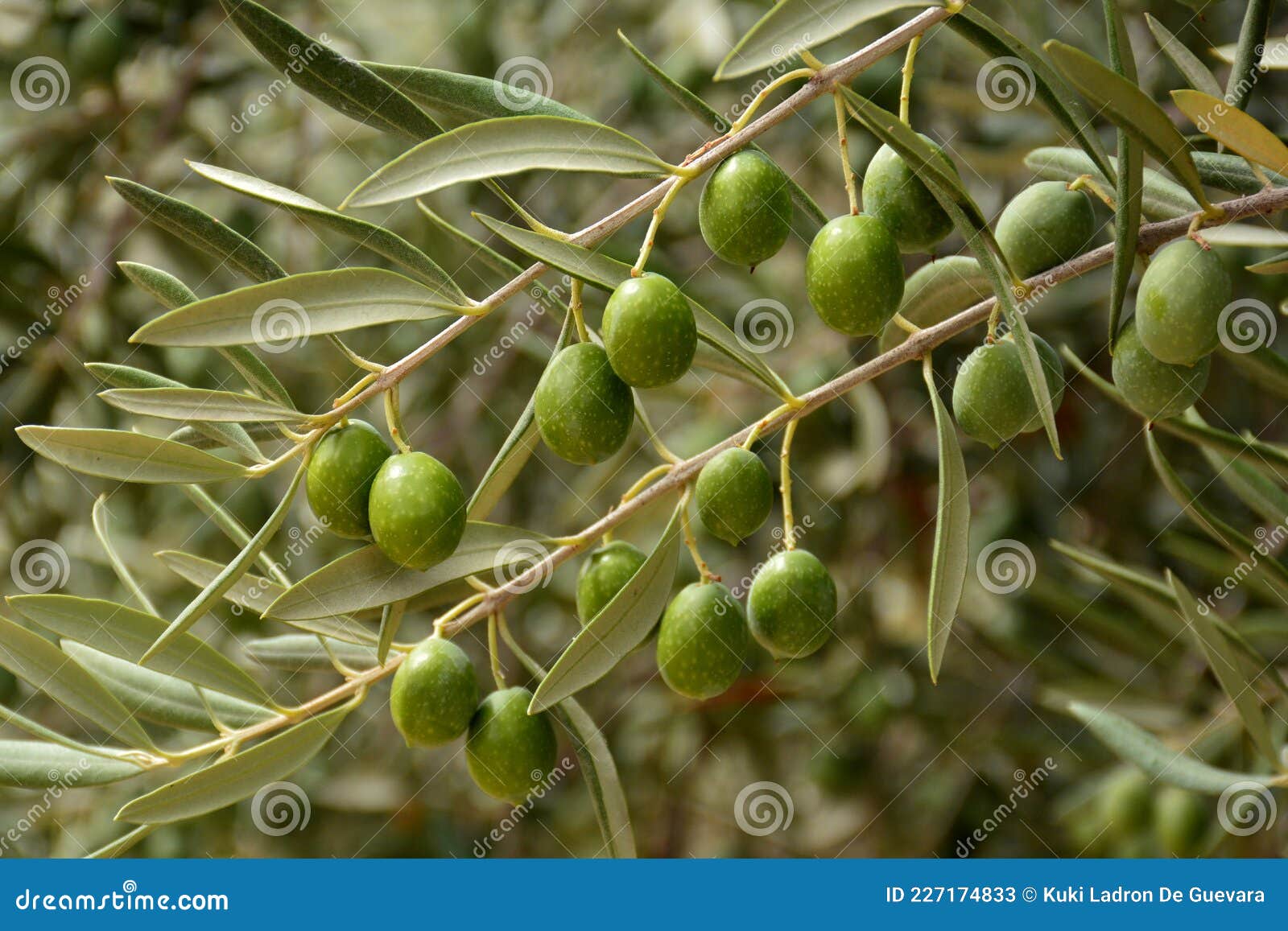 olives on an olive branch