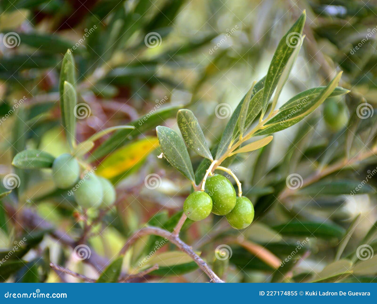 olives on an olive branch