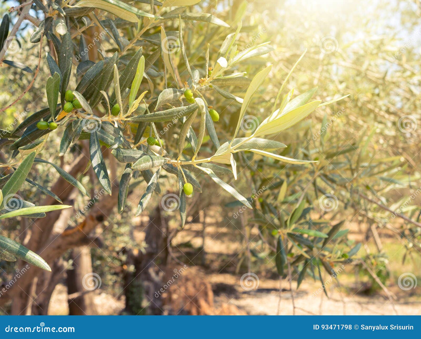 Olives on the Olive Trees in Farm Stock Photo Image of background