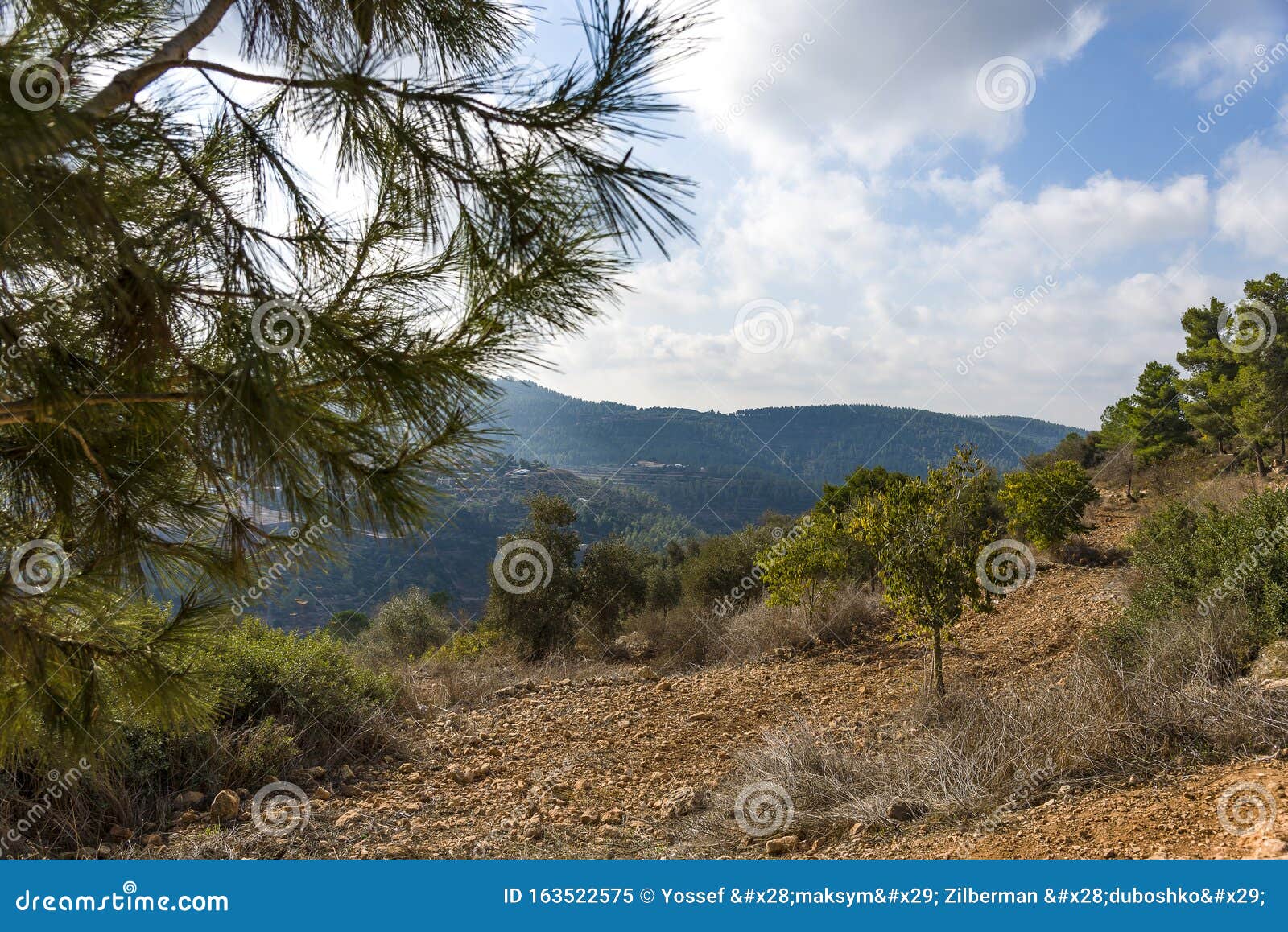 Olives Olive Trees in the Mountains of Jerusalem Stock Image Image of