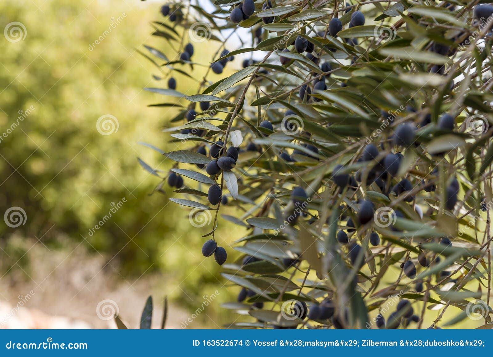 Olives Olive Trees in the Mountains of Jerusalem Stock Photo Image of