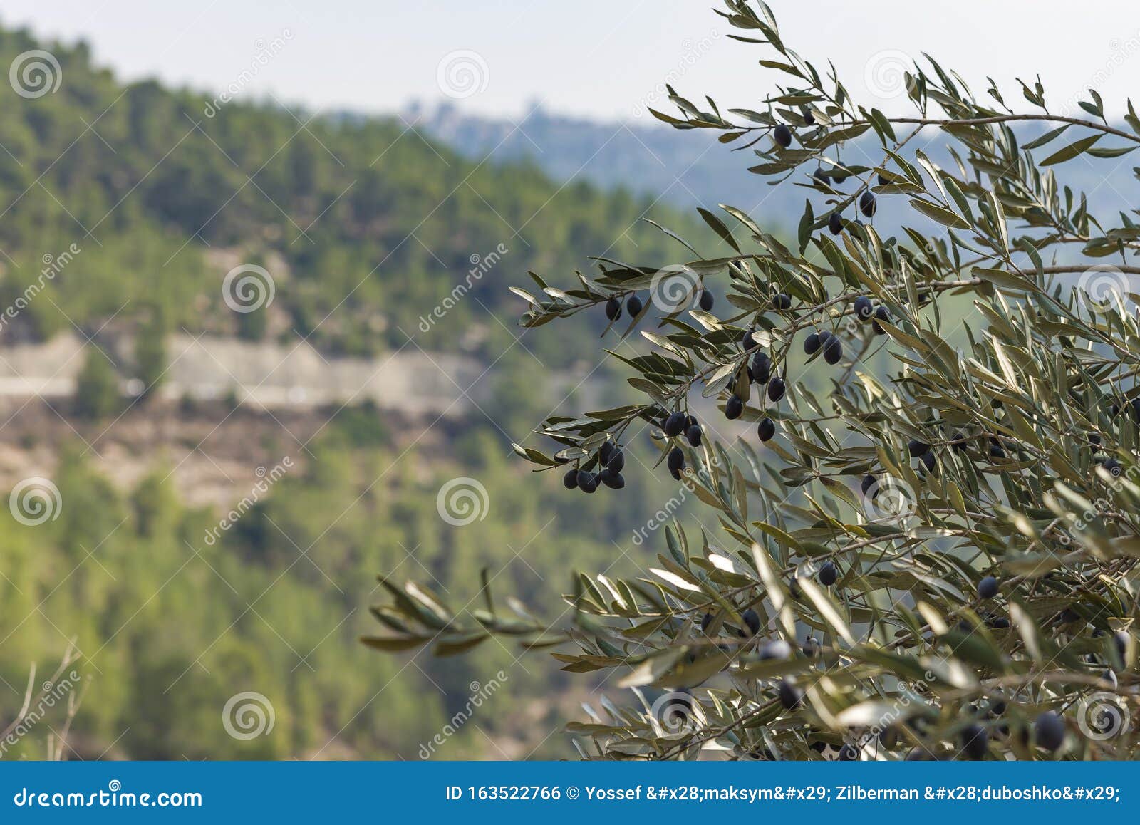 Olives Olive Trees in the Mountains of Jerusalem Stock Photo Image of