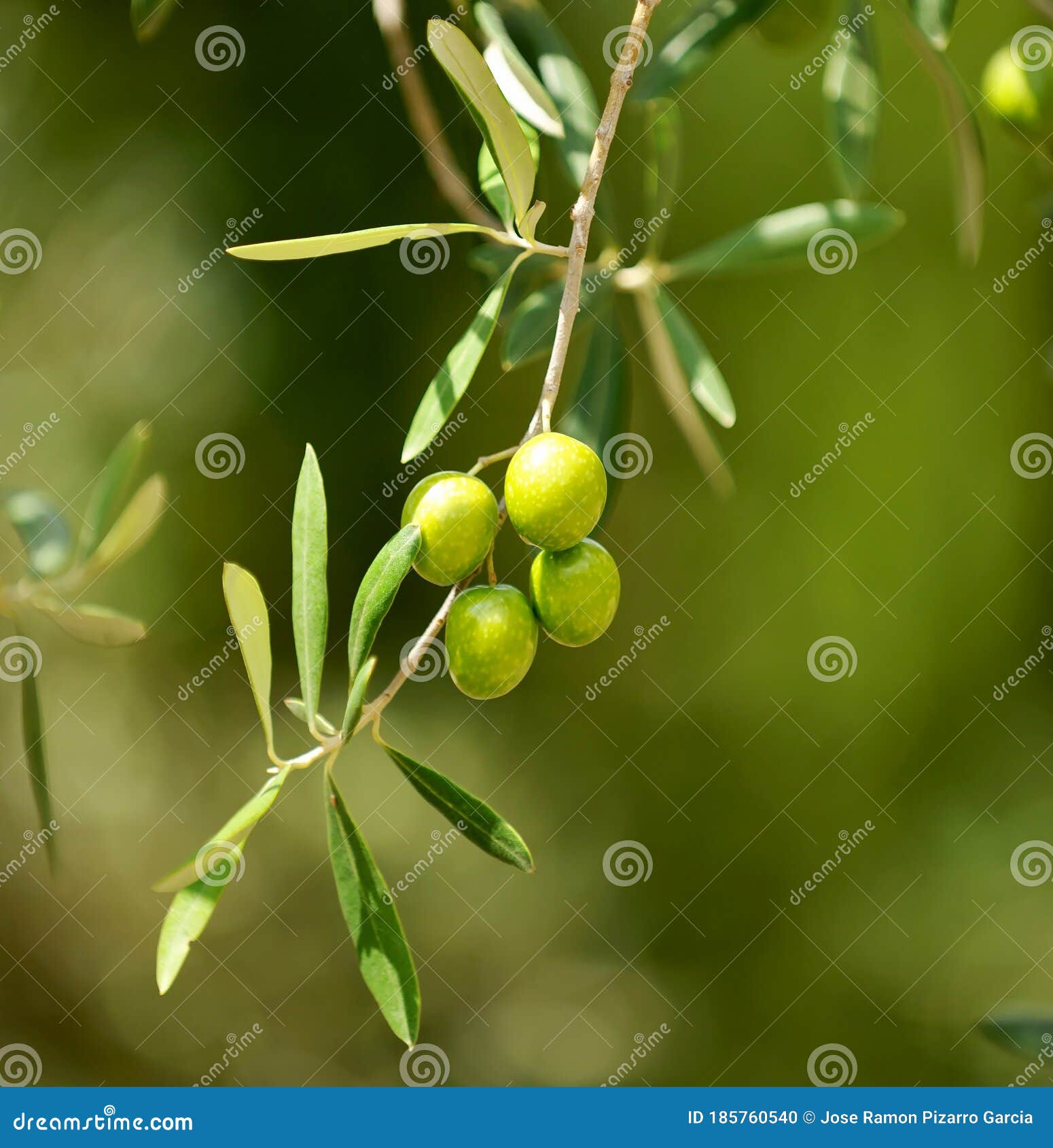 Olive, Description, Production, & Oil