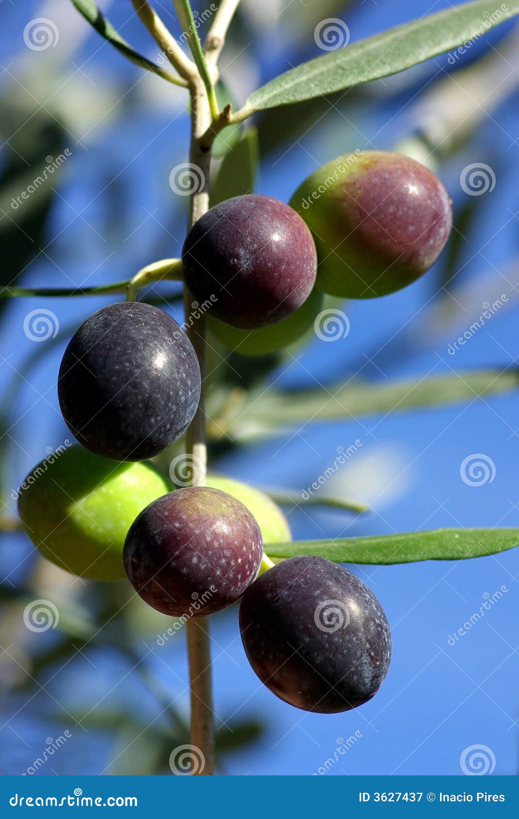Olives of portugal stock image. Image of healthy, fruit 3627437